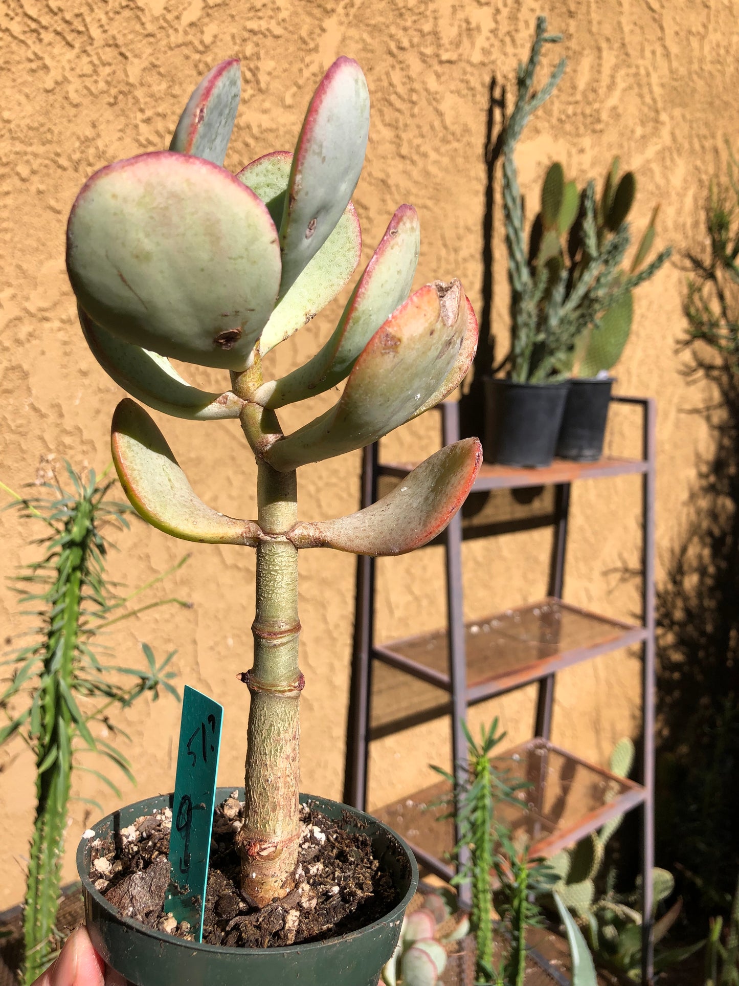 Crassula arborescens Silver Dollar 9”Tall #51G*
