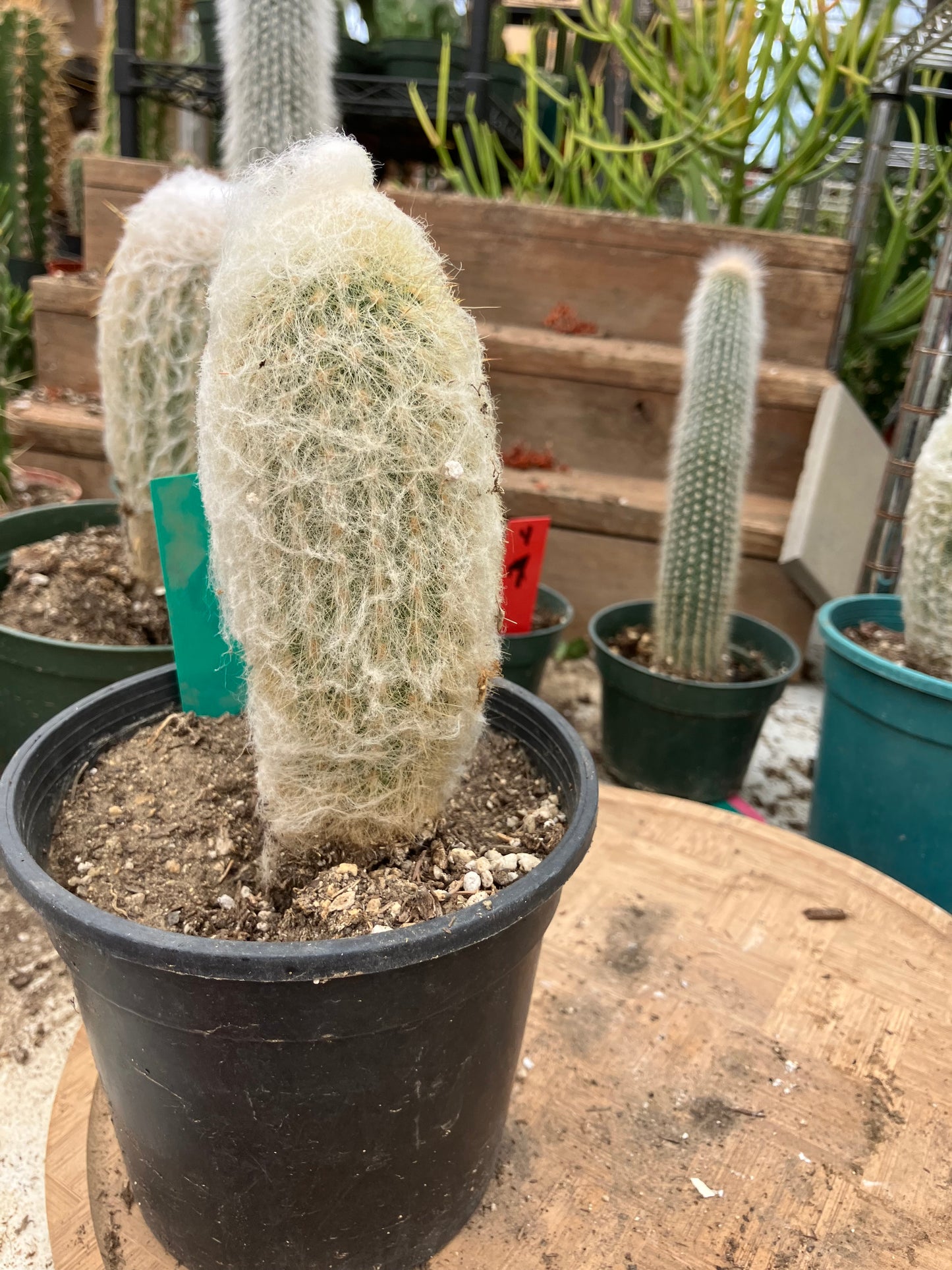 Espostoa lanata Old Man of the Mountain 6"Tall 7"Circumference #22G