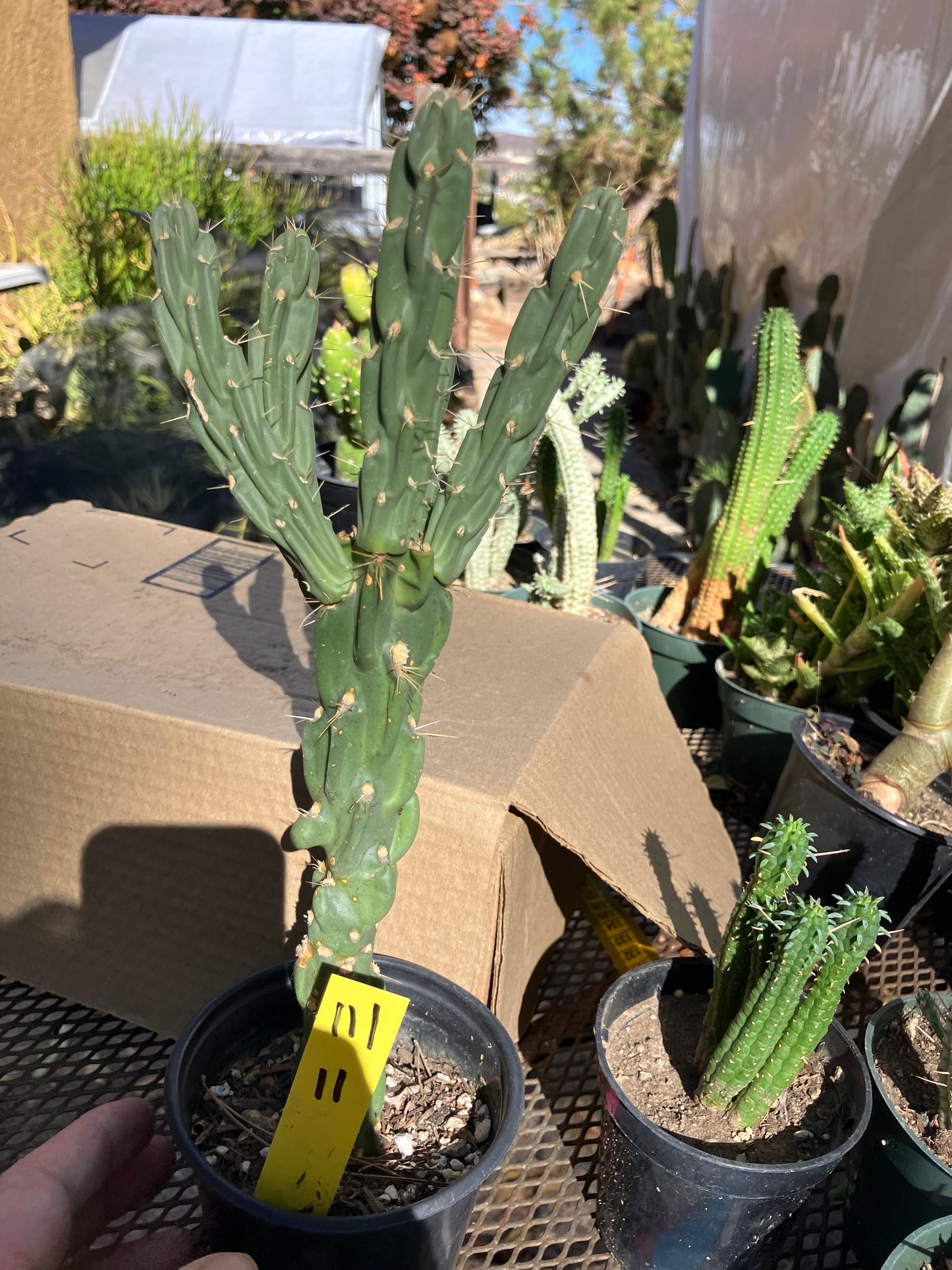 Cholla Cylindropuntia Buckhorn Cactus 11”Tall #111Y