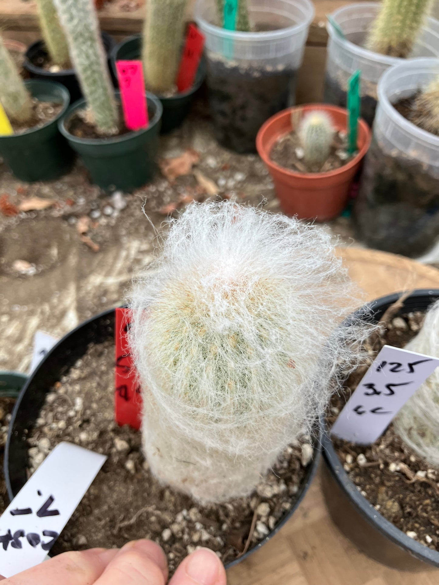 Espostoa lanata Old Man of the Mountain 5.5"Tall 9"Circumference #521R