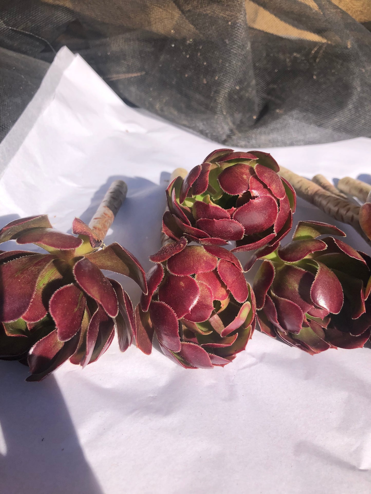 Red Aeonium "Jack Catlin" Twelve (12) Beautiful 6" Tall UnRooted Cuttings