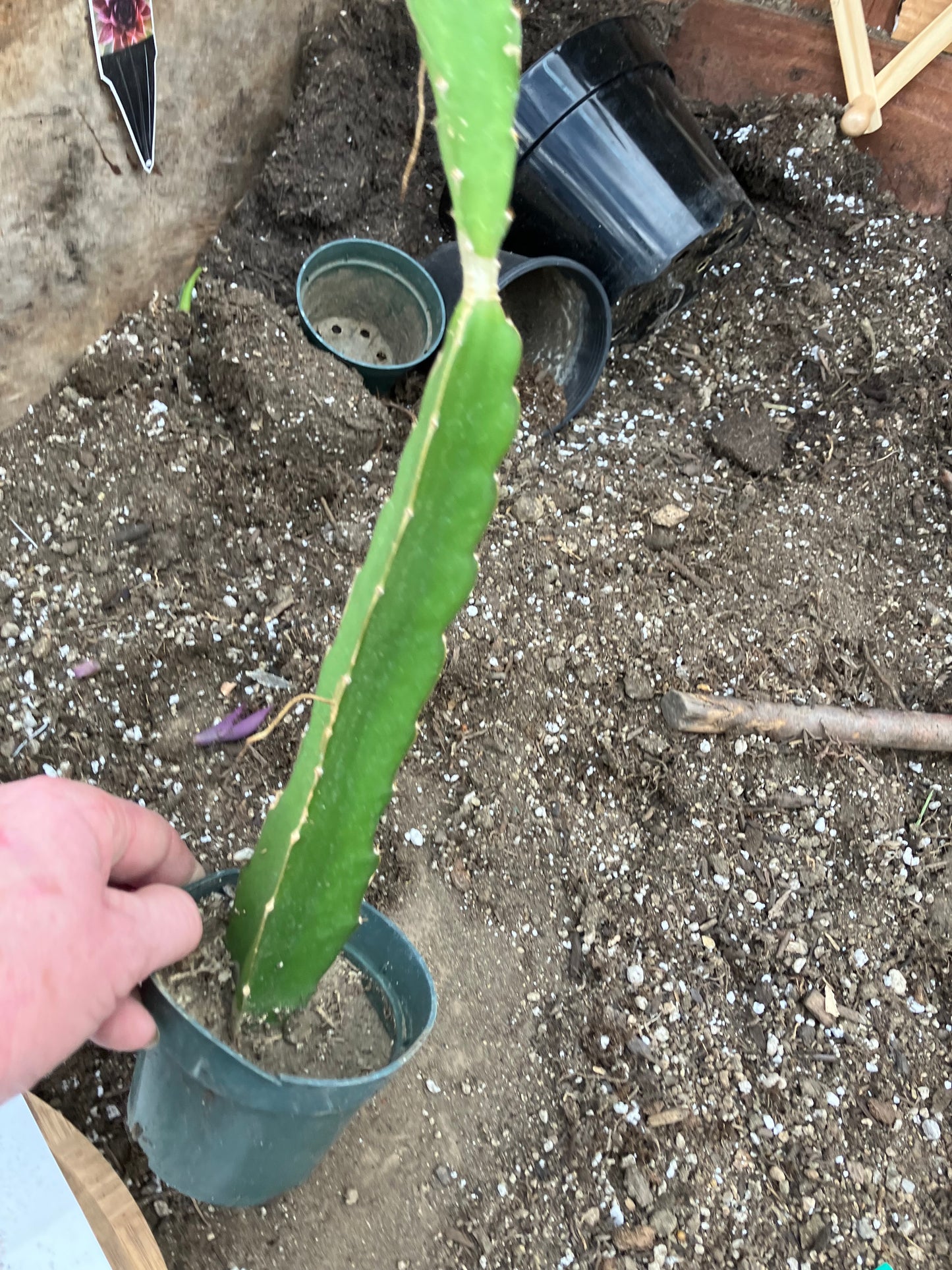 Dragon Fruit Plant Rooted Pitaya or Pitahaya 16" Tall #69P