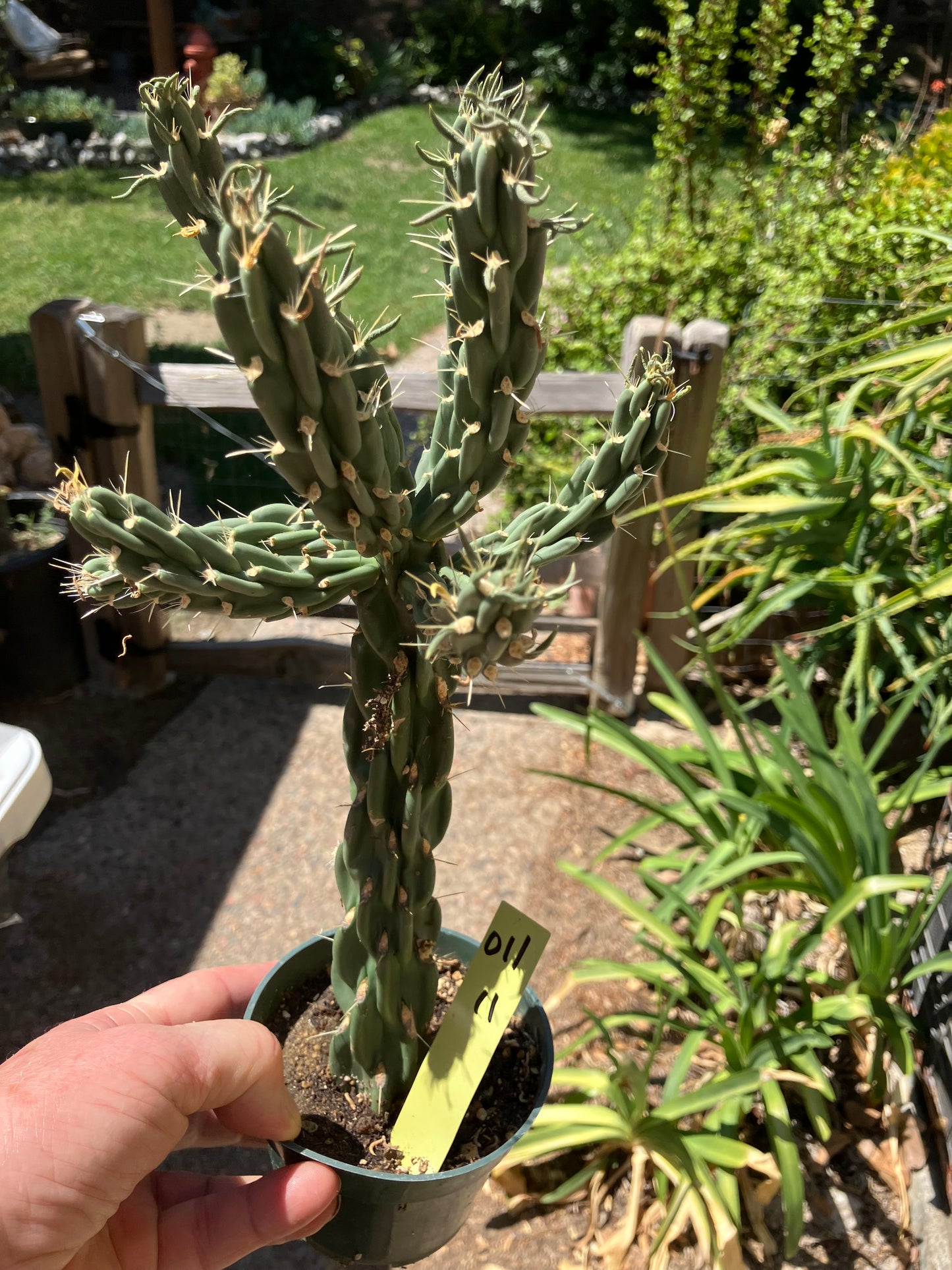 Cholla Cylindropuntia Buckhorn Cactus 12”Tall #011Y