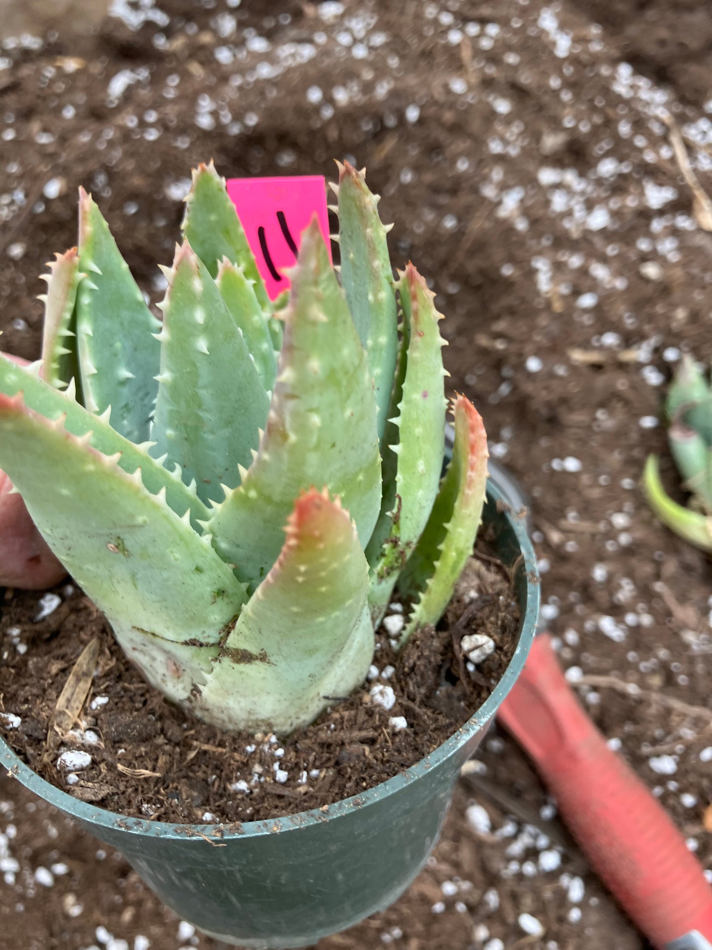 Aloe Brevifolia Short Leaf Aloe Succulent 3.5"W 3.5"Tall #11P