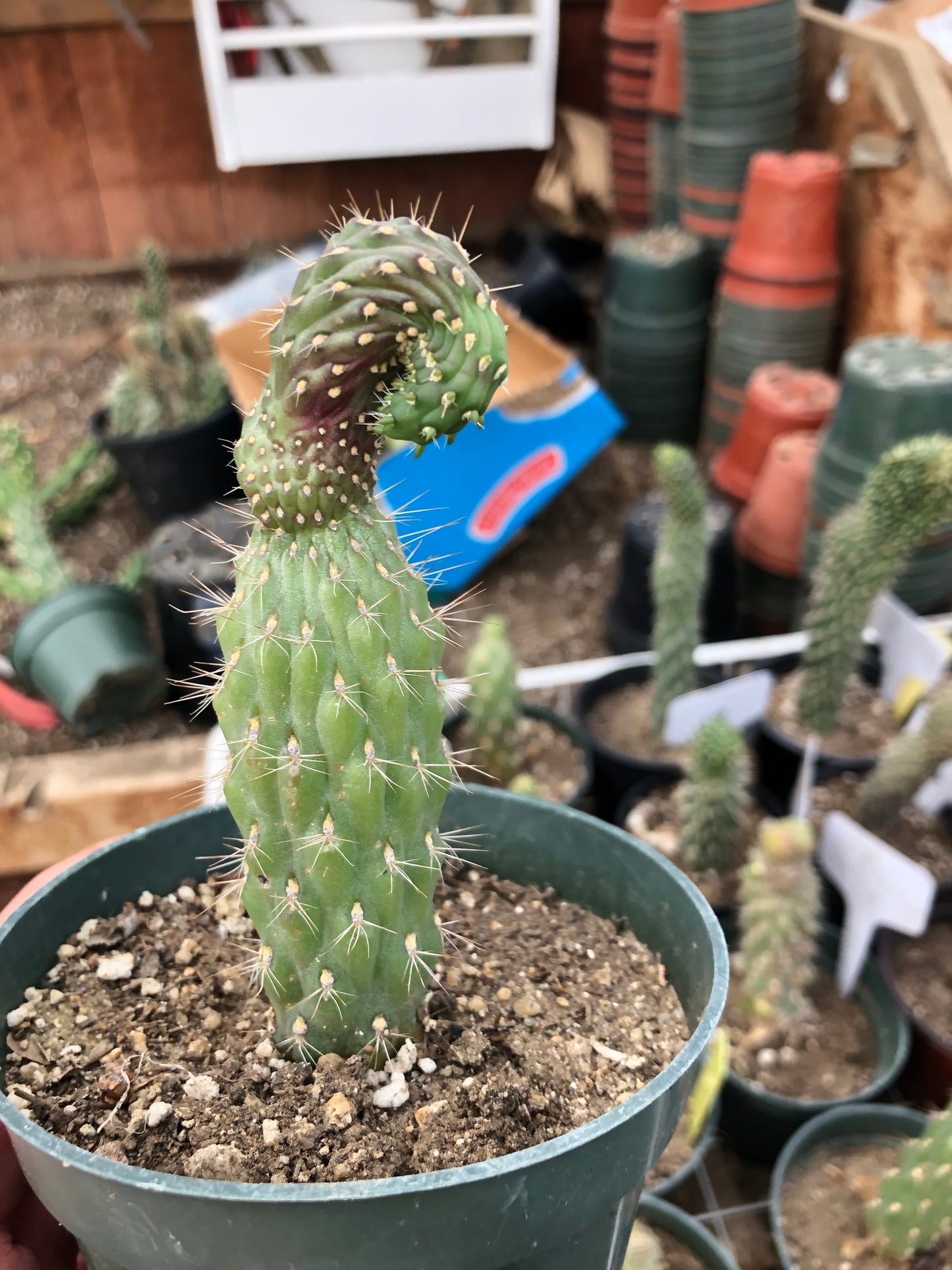 Cylindropuntia fulgida Cholla Boxing Glove Cactus Crest 4.5"Tall #4P
