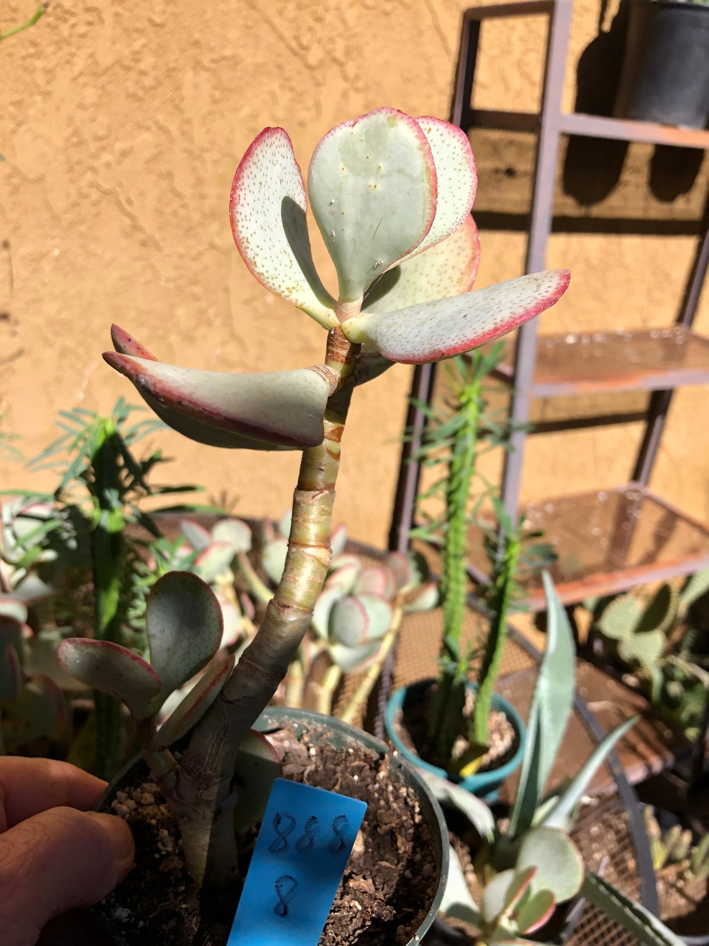 Crassula arborescens Silver Dollar 8”Tall #888B*