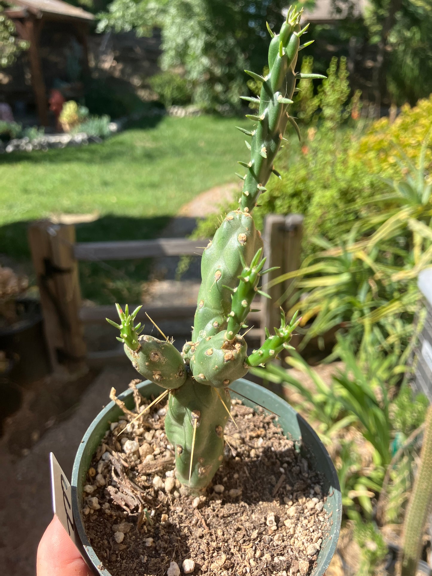 Cholla Cylindropuntia Buckhorn Cactus 7”Tall #777W