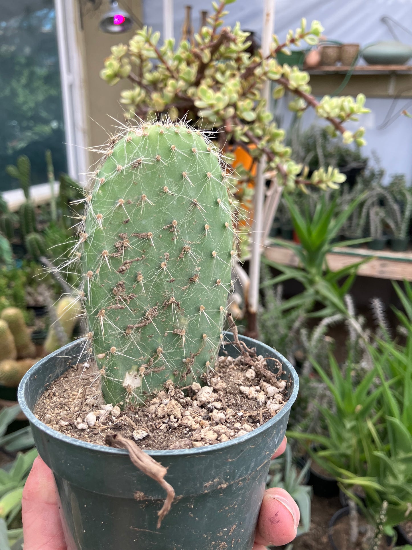 Opuntia pailana "White Thorned" 4.5"Tall #245R