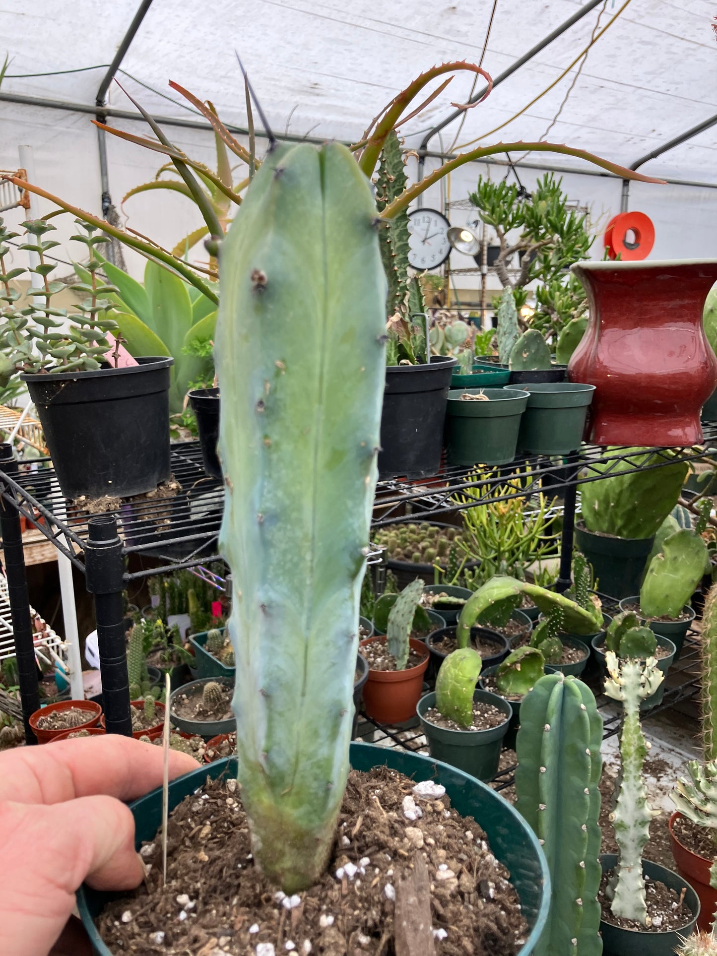 Myrtillocactus cochal Candelabra Cactus 10"Tall 2.5" Wide #6Y