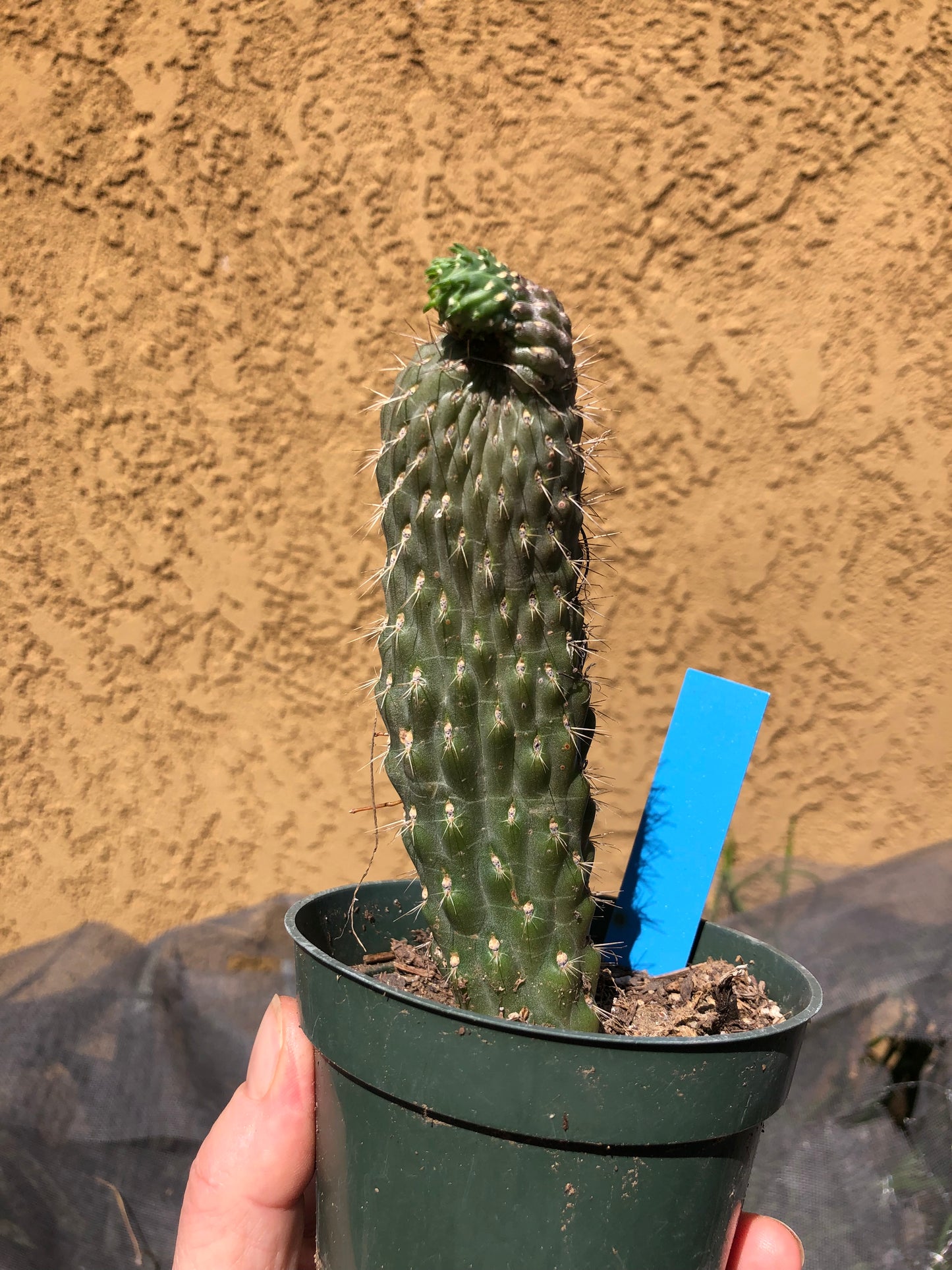 Cylindropuntia fulgida Cholla Boxing Glove Cactus Crest 6"Tall #69B