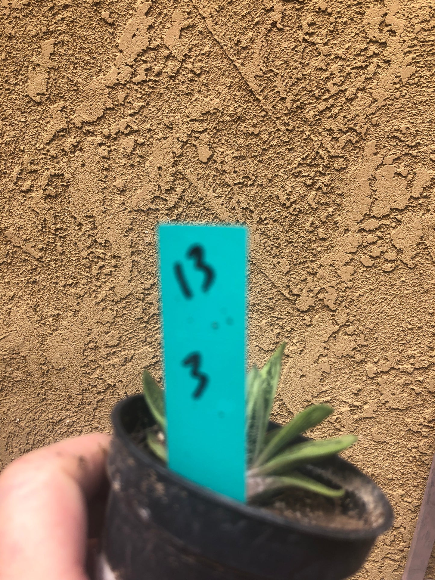 Gasteria Succulent Little Warty 3”Wide #13G