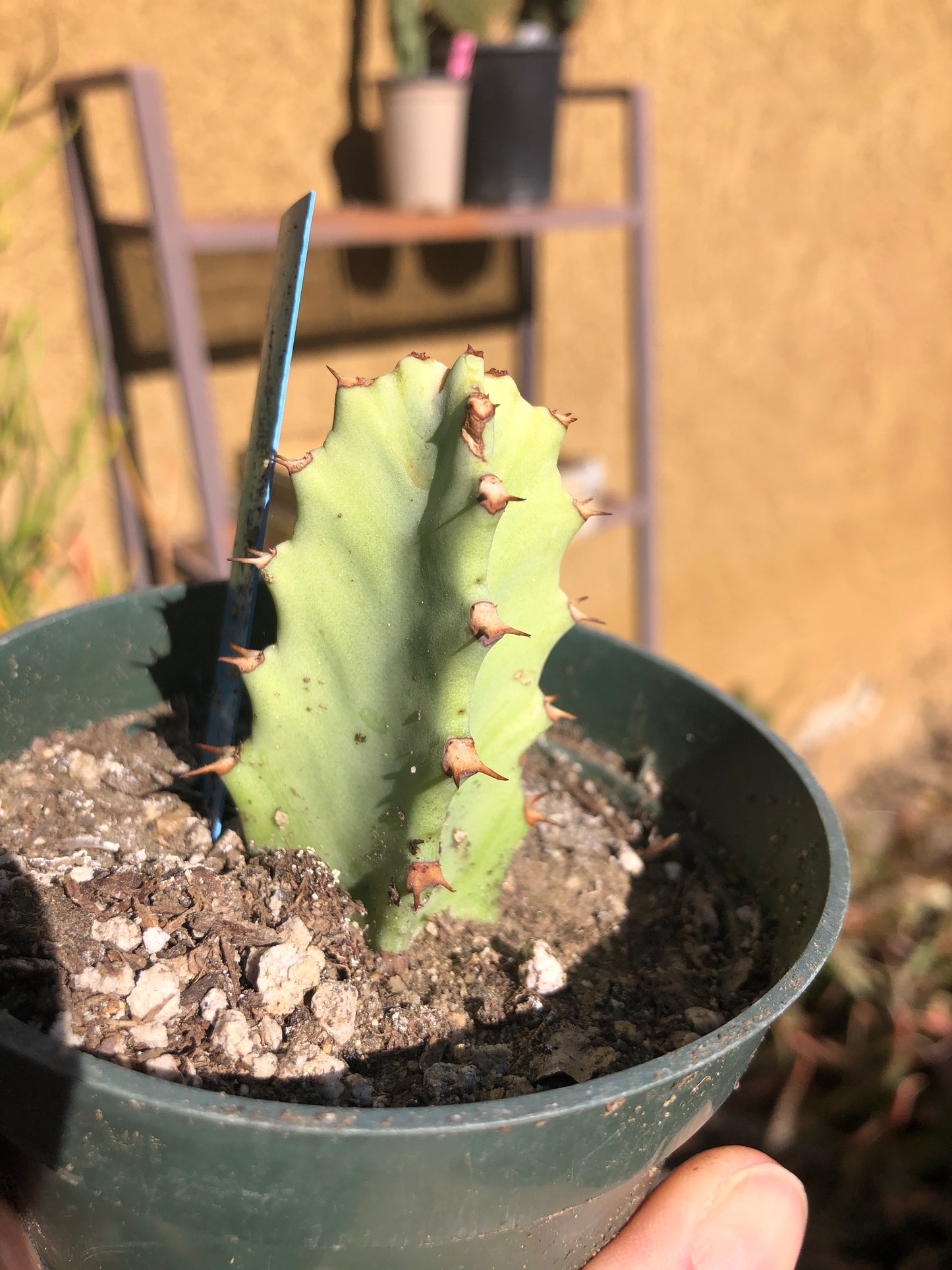 Euphorbia resinifera Moroccan Mound 3"Tall #6B