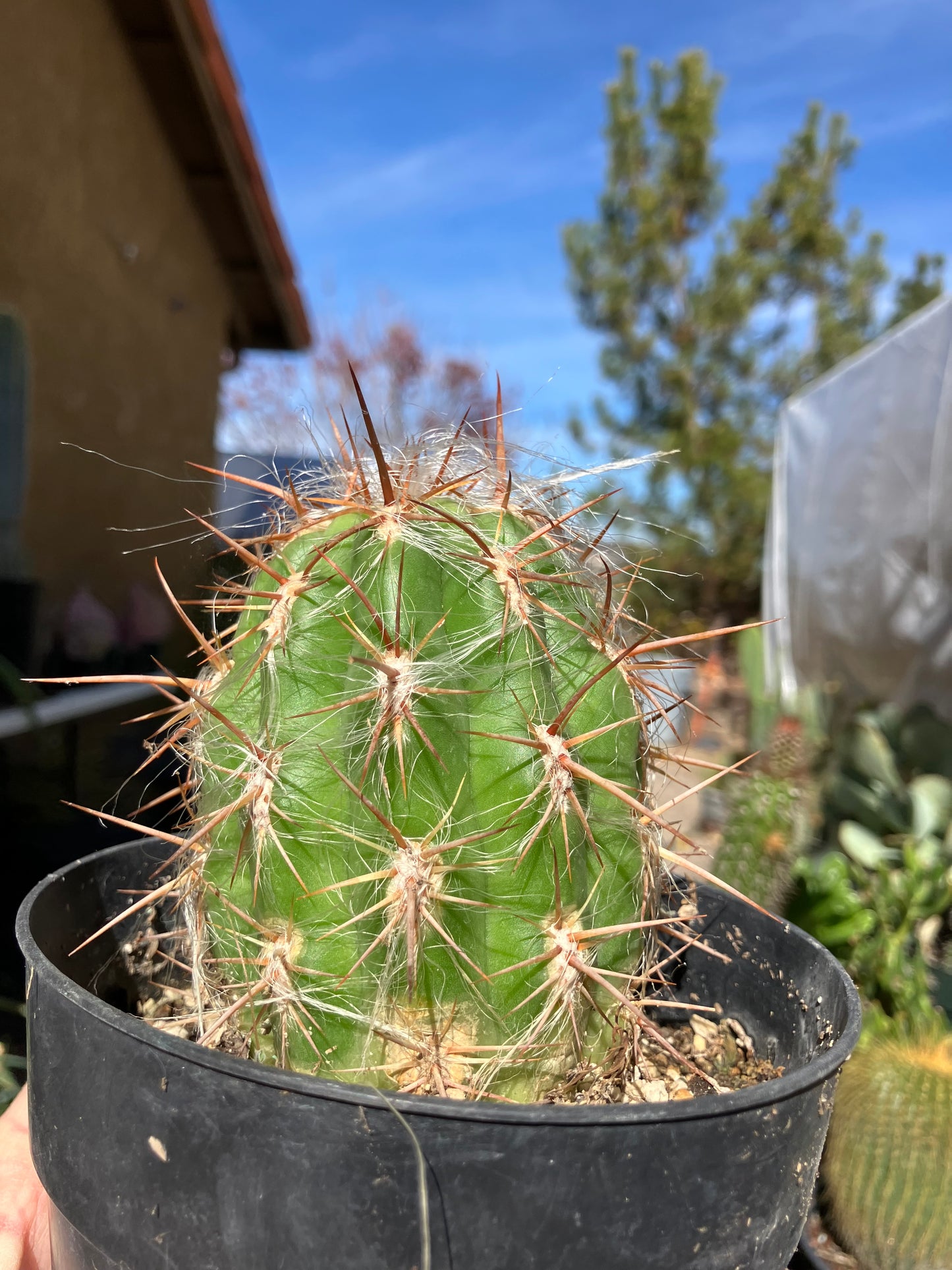 Oreocereus Old Man Andes 4"Tall 3"Wide 11"Circumference #1143P