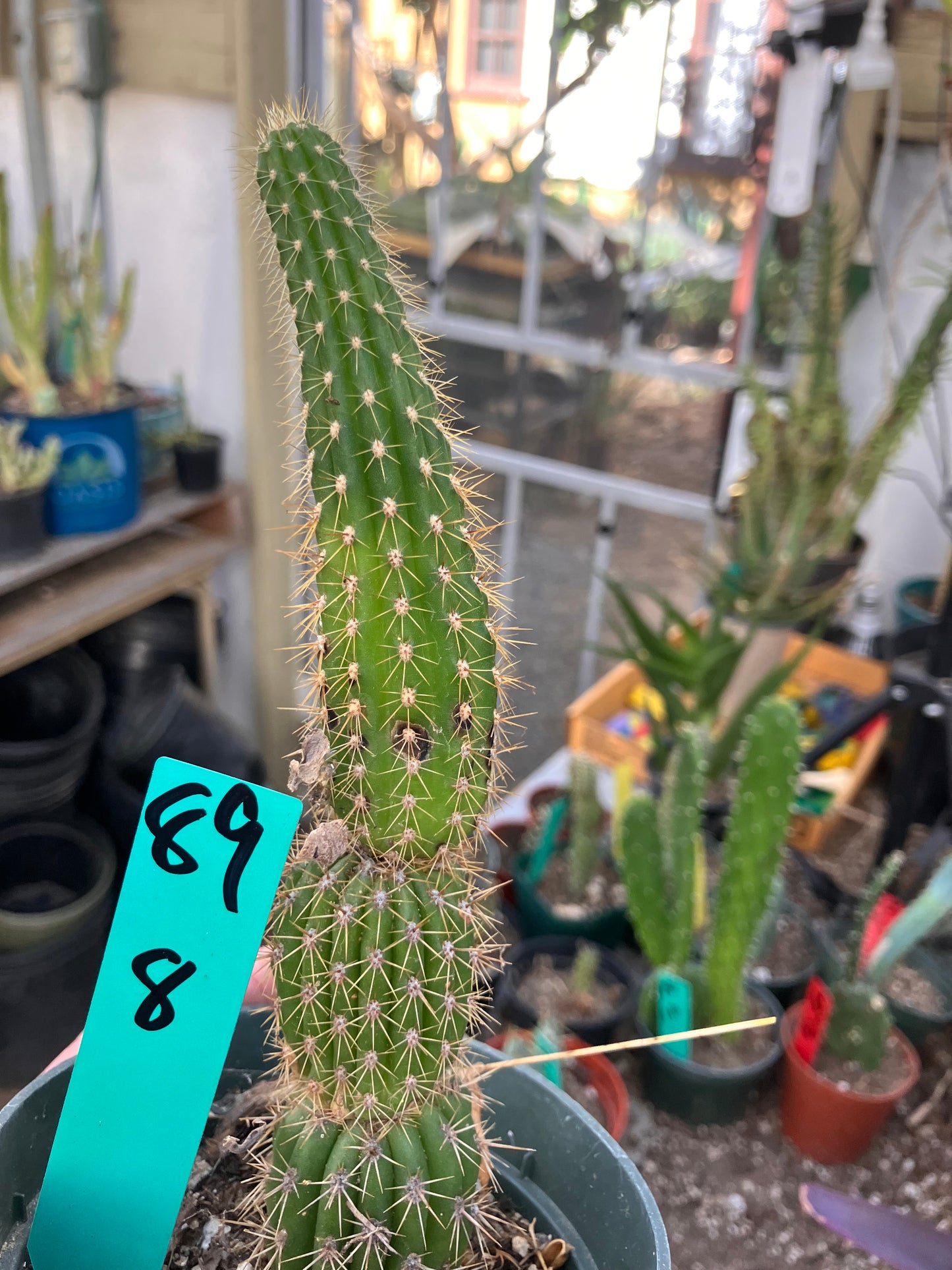 Golden Torch Cactus - Trichocereus spachianus 8”Tall #89G