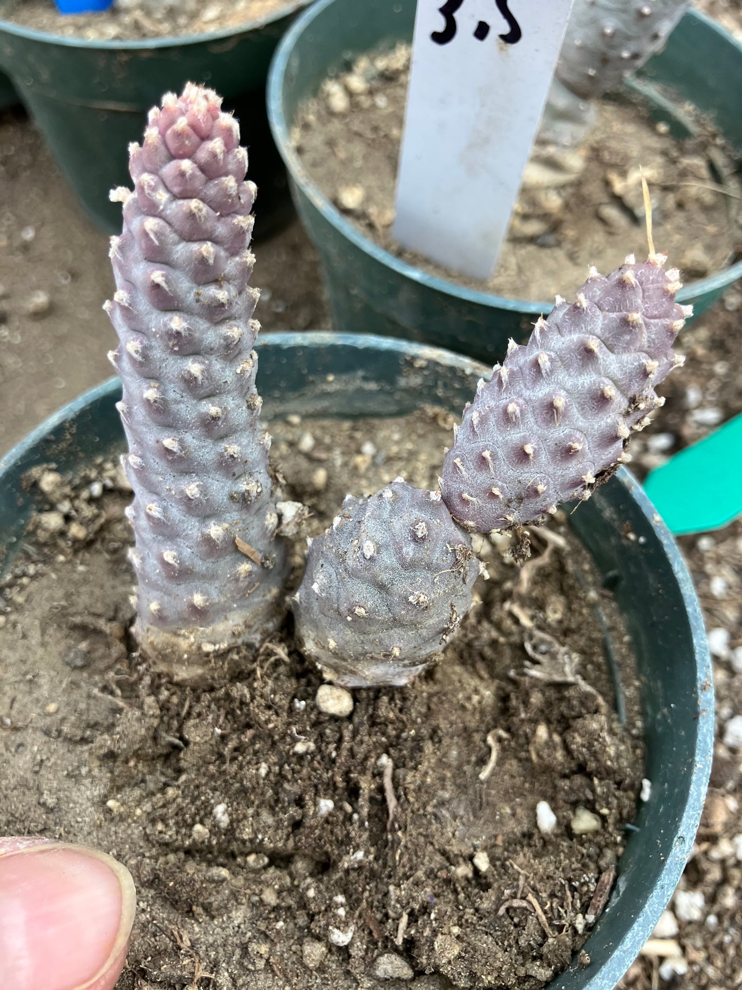 Pine Cone Cactus Tephrocactus~ articulatus var. diadematus Pinecone 3"Tall #23P