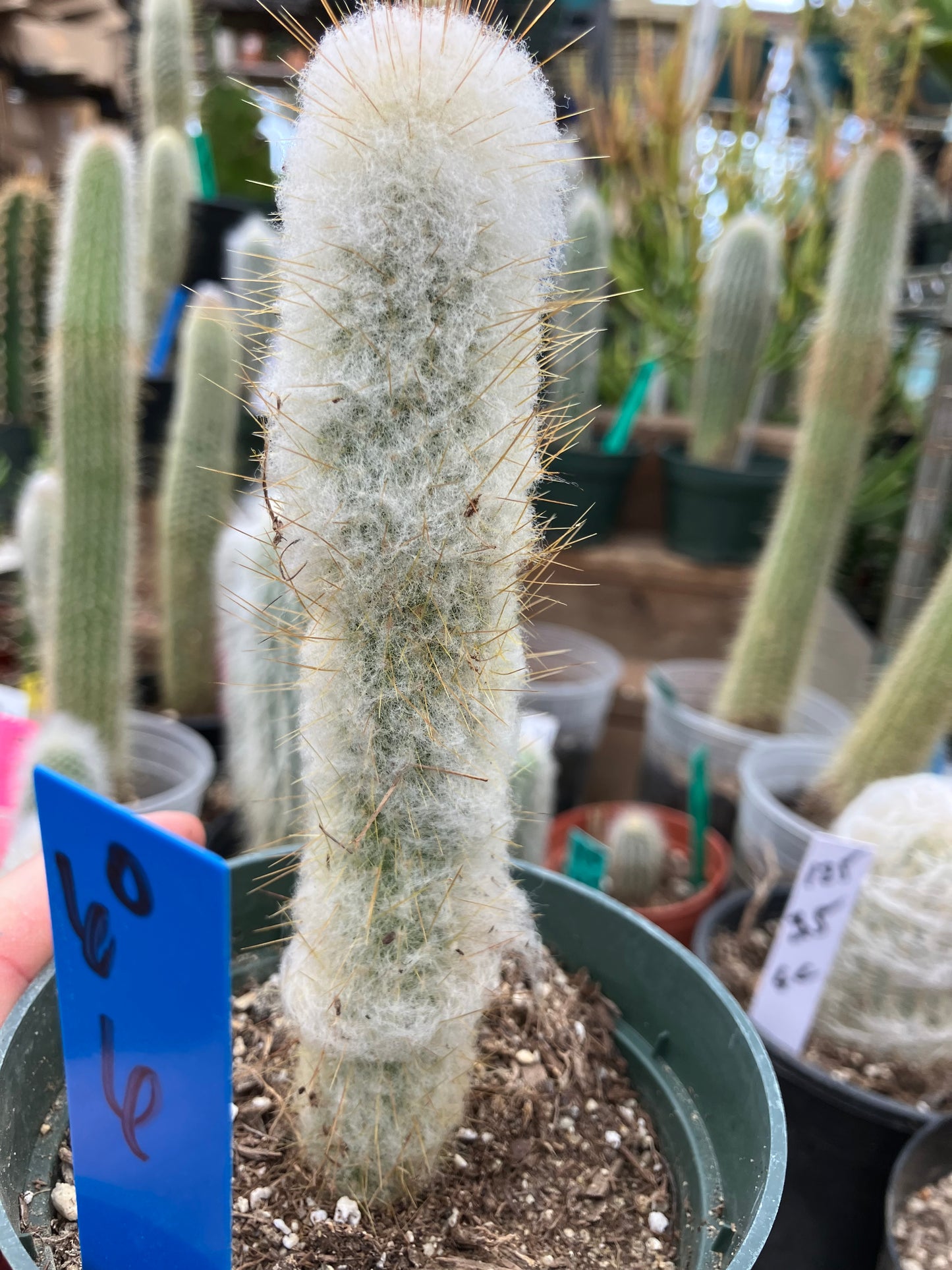 Oreocereus doelzianus Old Woman, Old Man Cactus 6"Tall #60B