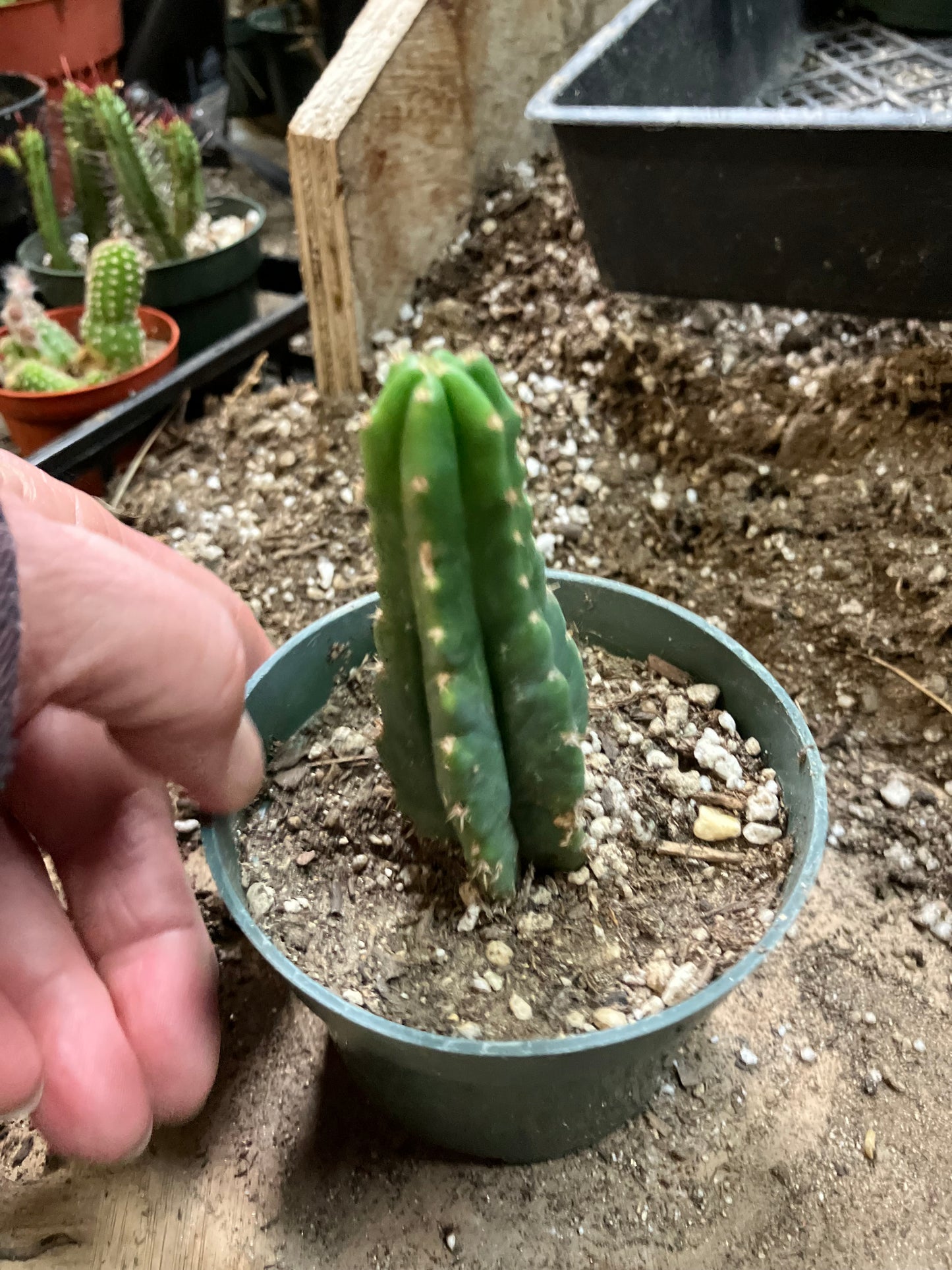 San Pedro Cactus - Trichocereus pachanoi 3.5" Tall #33W