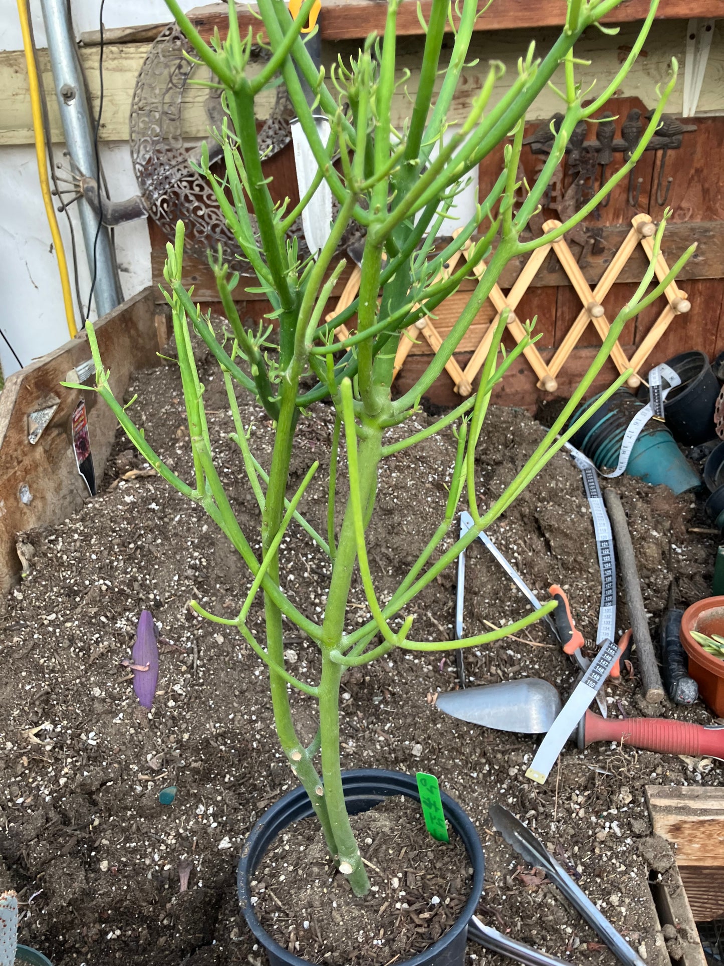 Euphorbia tirucalli Pencil Cactus/Succulent 24"Tall 11"Wide #20G