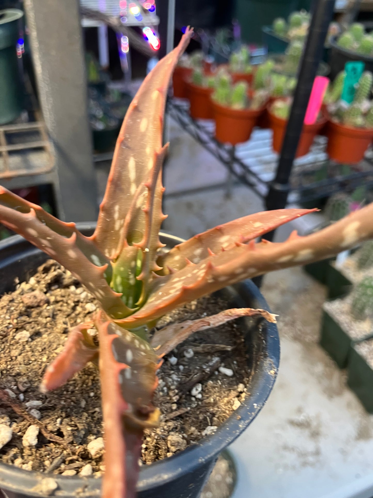 Aloe Hybrid Night Sky Reddens with Extreme temps 5"Wide This Exact Plant #11P