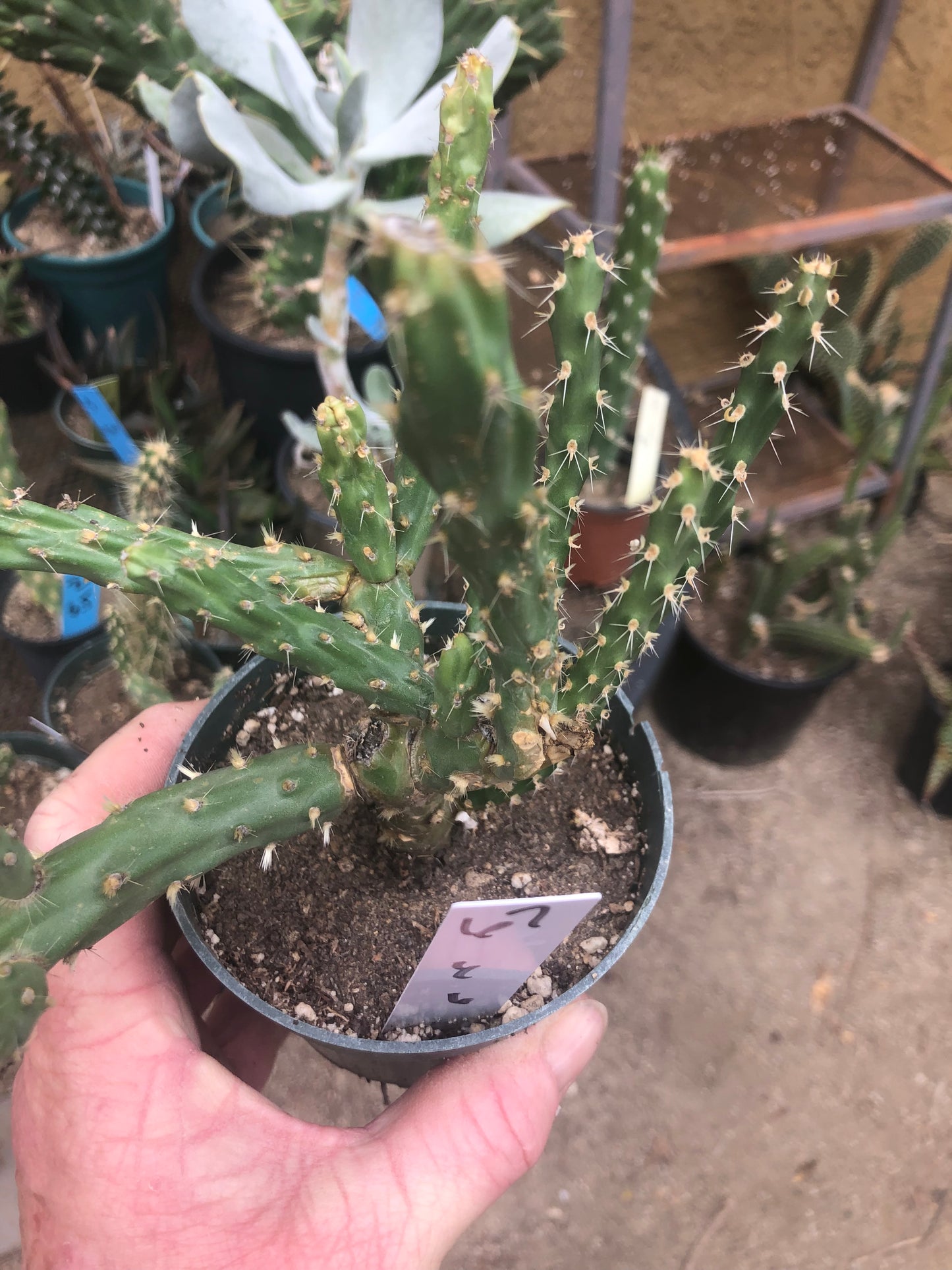 Cholla Cylindropuntia  Buckhorn 6”Tall #67W