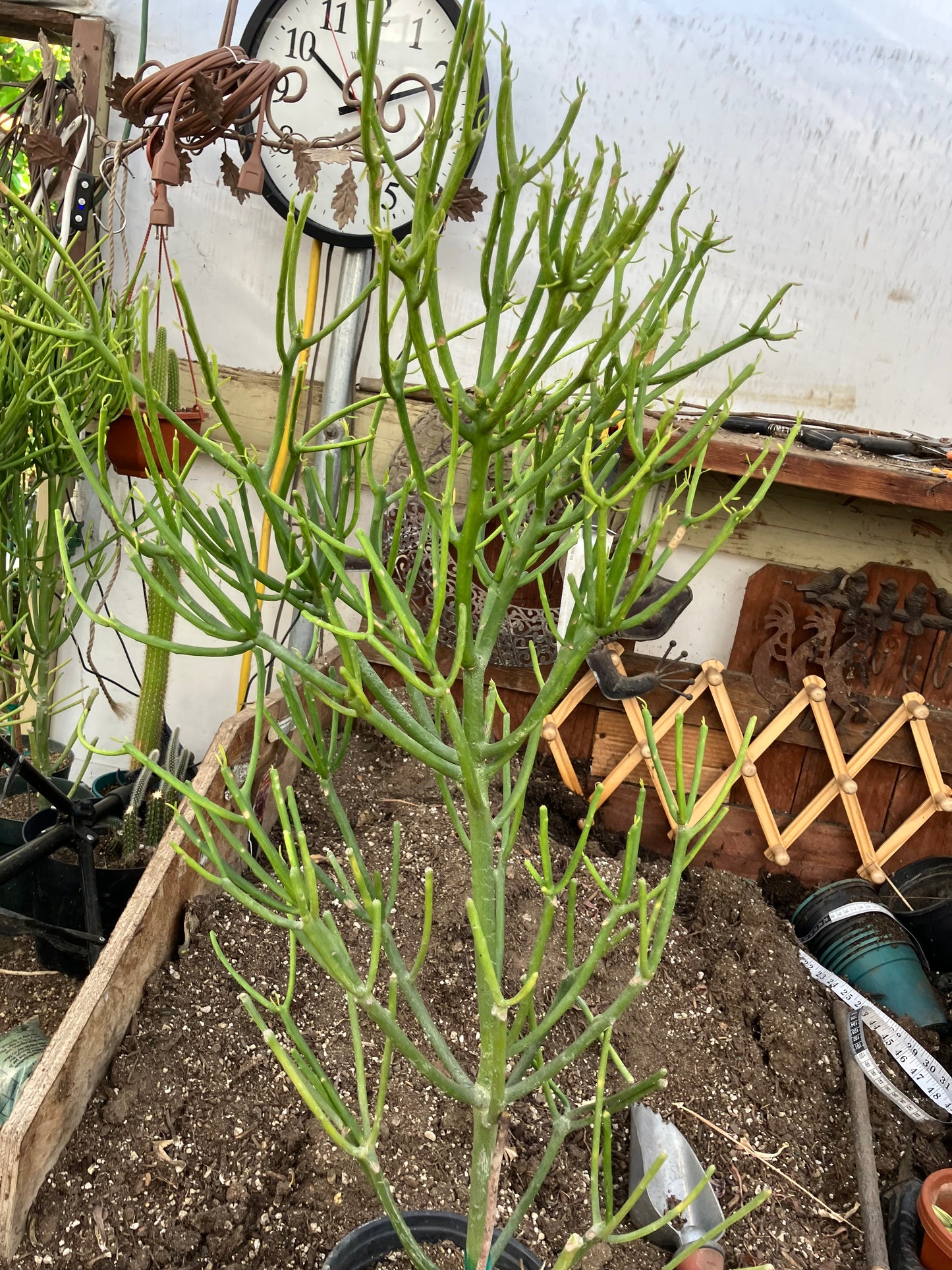 Euphorbia tirucalli Fire Stick 30"Tall 15"Wide #53B