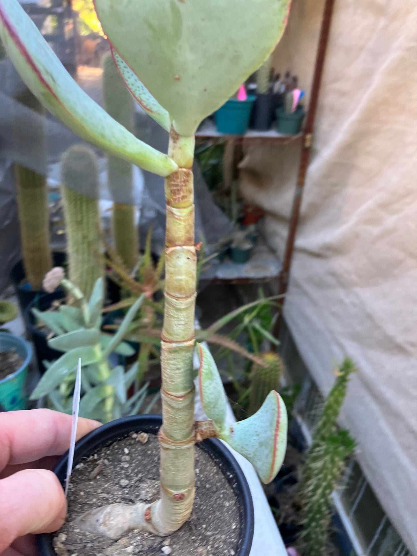 Crassula arborescens Silver Dollar 10”Tall #6W