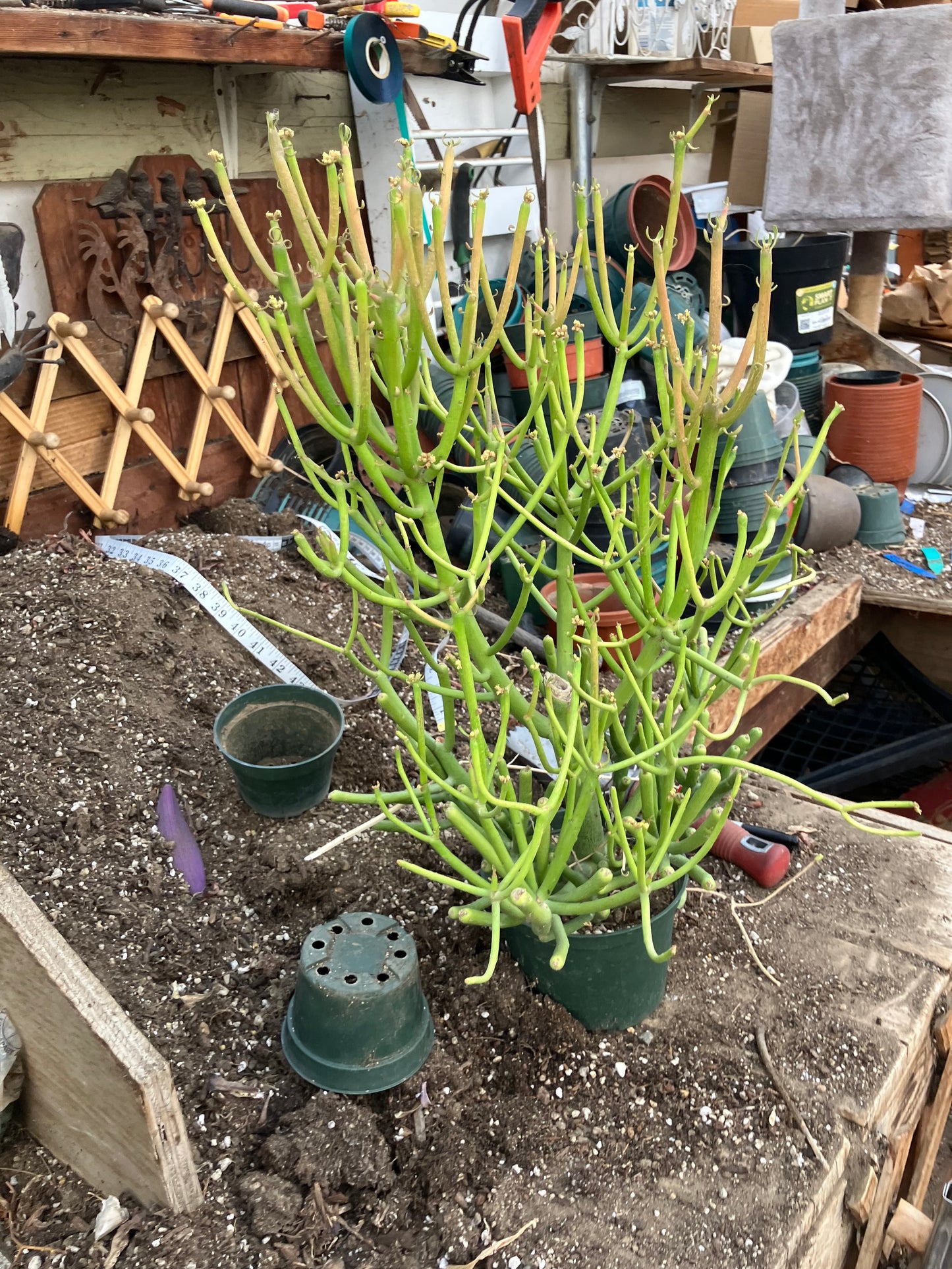 Euphorbia tirucalli Fire Stick 38"Tall 21"Wide #1R