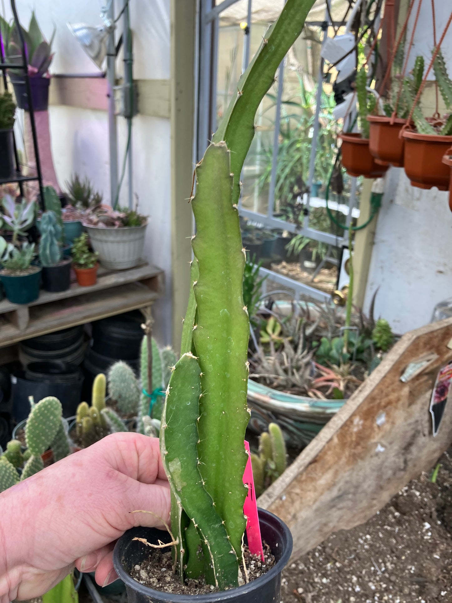 Dragon Fruit Plant Rooted Pitaya or Pitahaya 15" Tall #151P