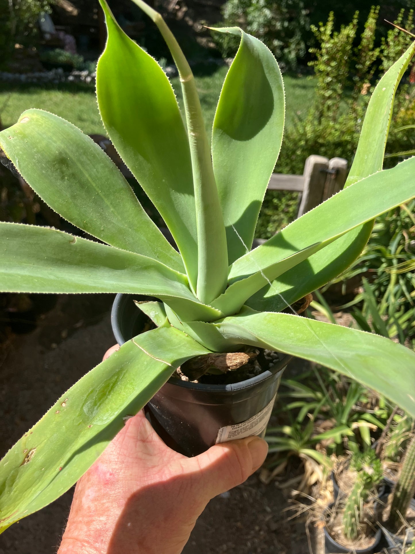 Agave attenuata Foxtail Agave (Fox tail) 11" Wide #111P