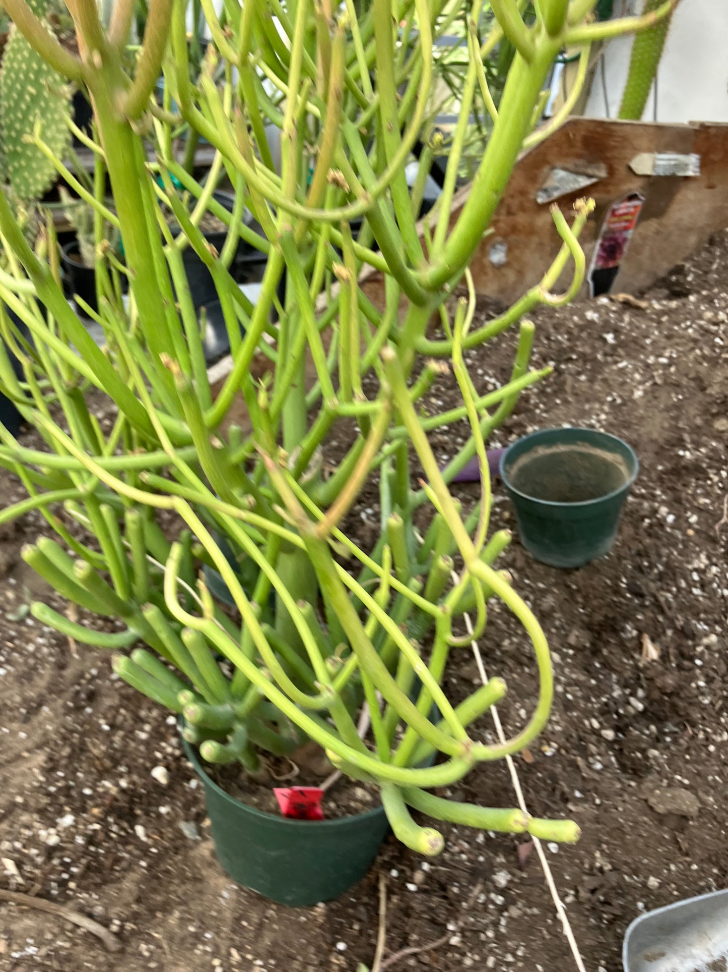 Euphorbia tirucalli Fire Stick 38"Tall 21"Wide #1R