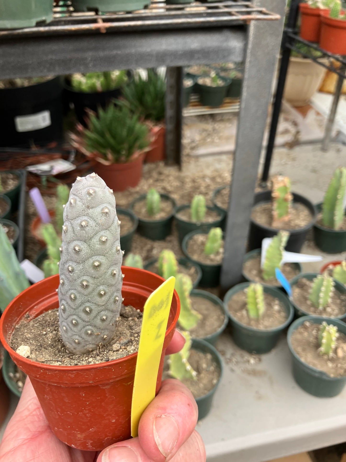 Pine Cone Cactus Tephrocactus~ articulatus var. diadematus Pinecone 3"Tall #100Y