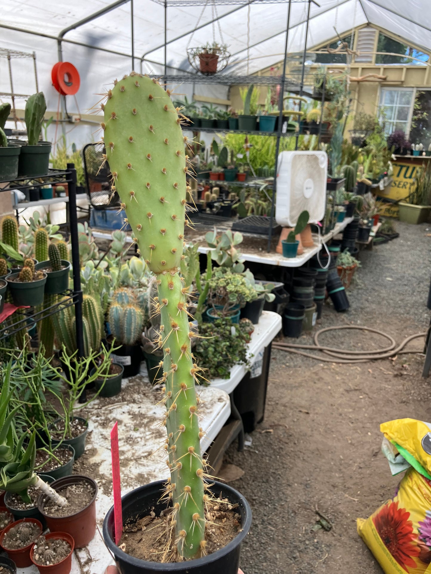 Opuntia engelmannii "Texas Prickly Pear" 13"Tall #103P