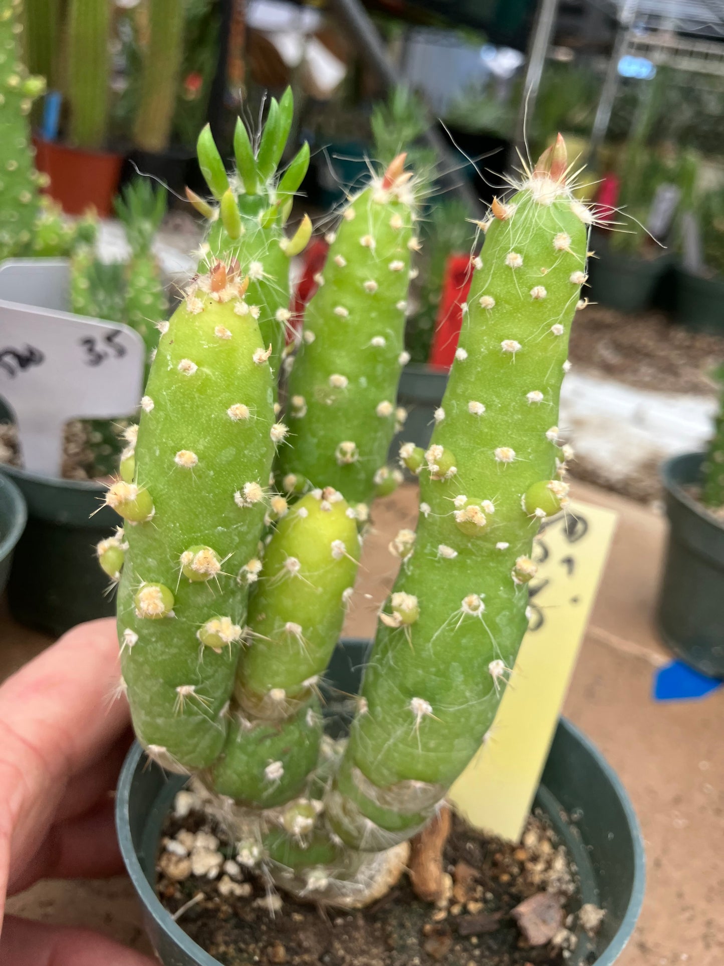 Austrocylindropuntia Cactus Gumbi Mini Eve's Needle 5"Tall #50Y