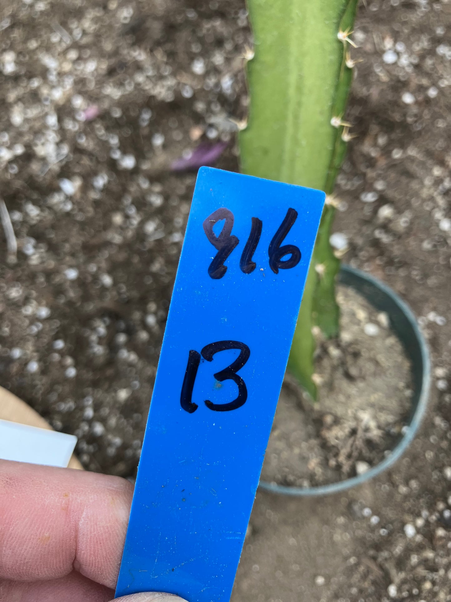 Dragon Fruit Plant Rooted Pitaya or Pitahaya 13" Tall #916B