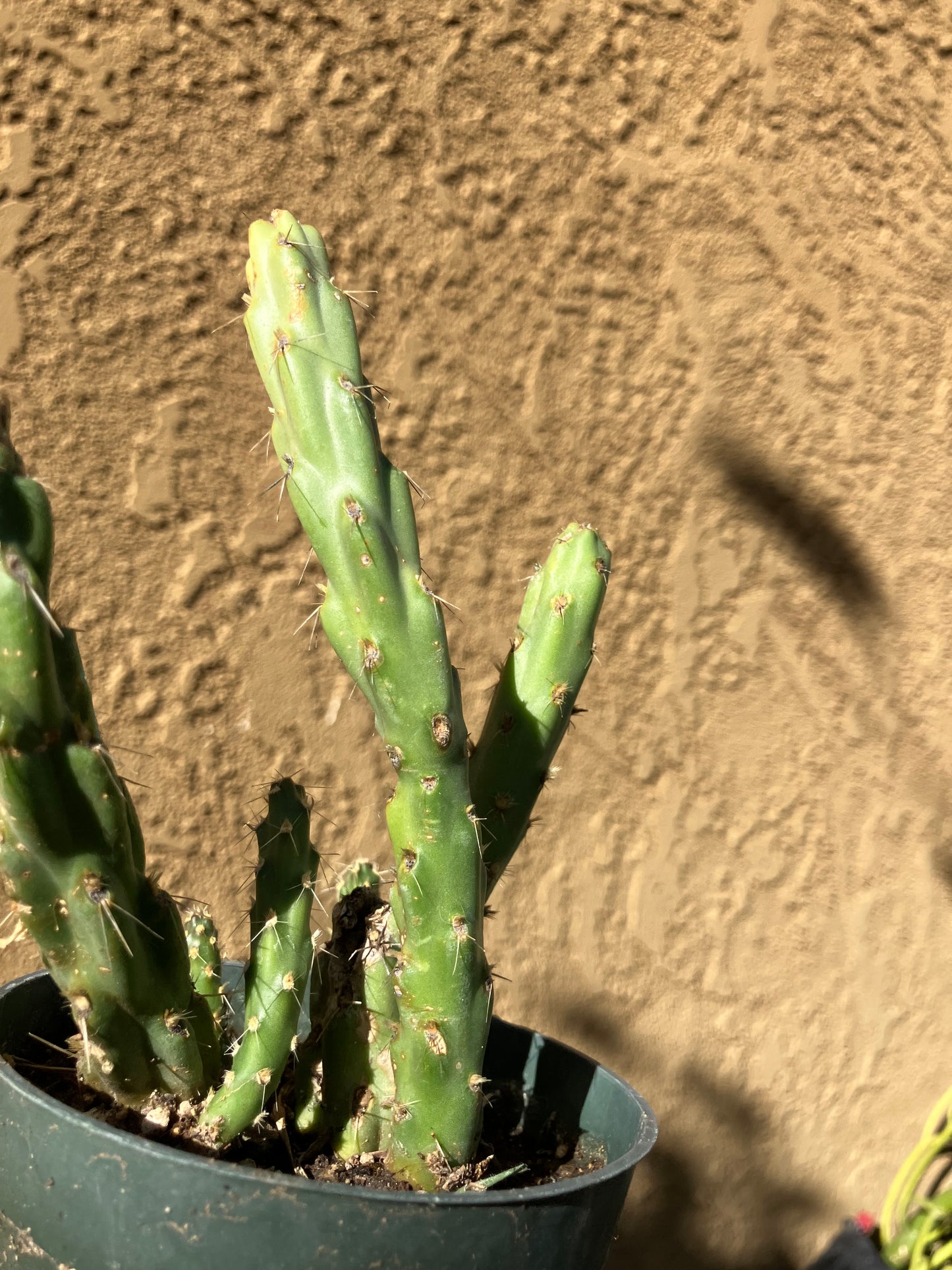 Cholla Cylindropuntia Imbricata  Buckhorn 5”Tall #11G*