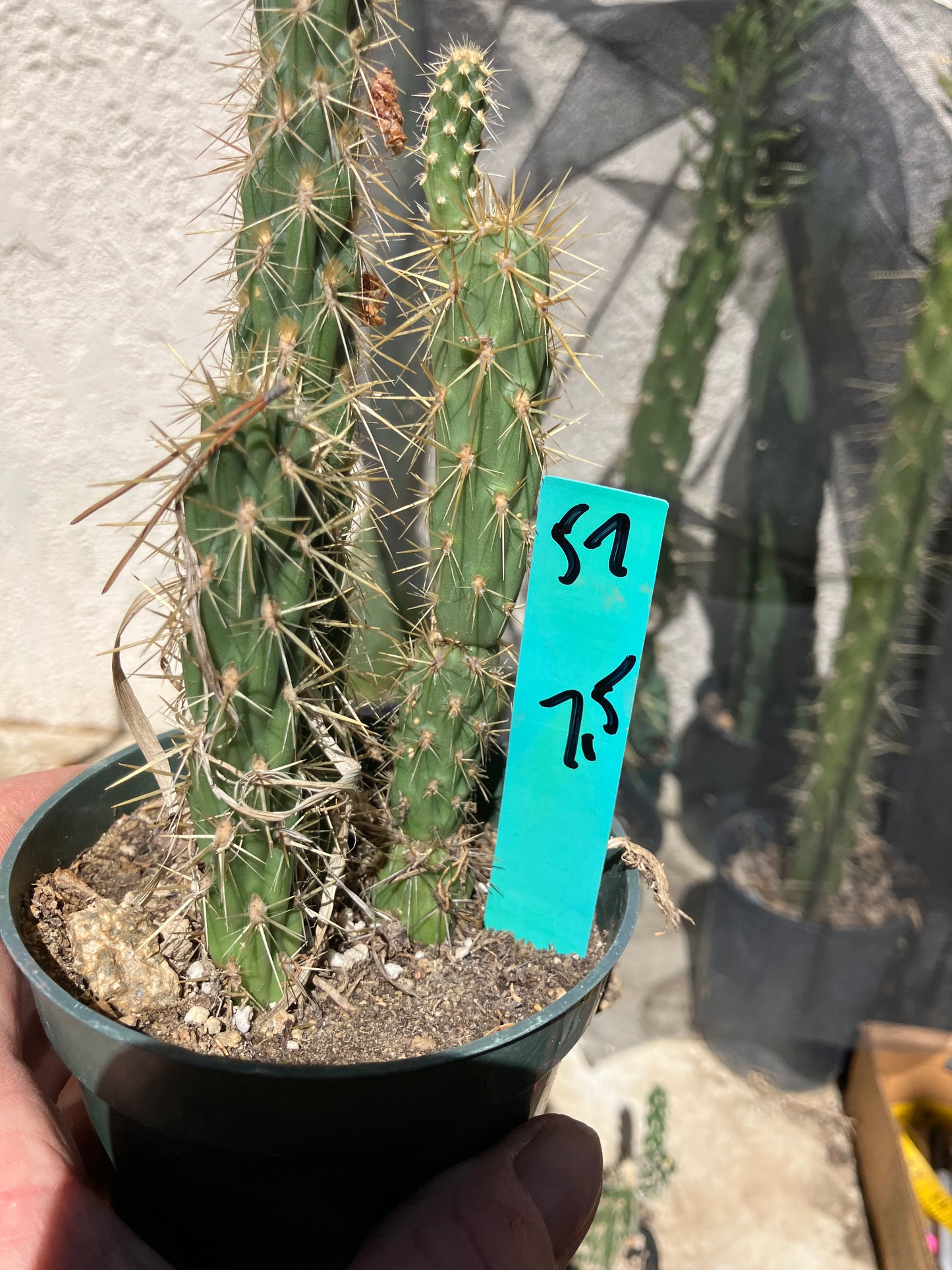 Cholla Cylindropuntia Buckhorn Cactus 7.5”Tall #57G