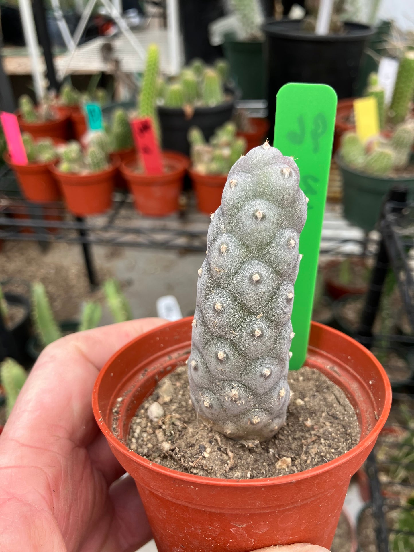 Pine Cone Cactus Tephrocactus~ articulatus var. diadematus Pinecone 3"Tall #96G