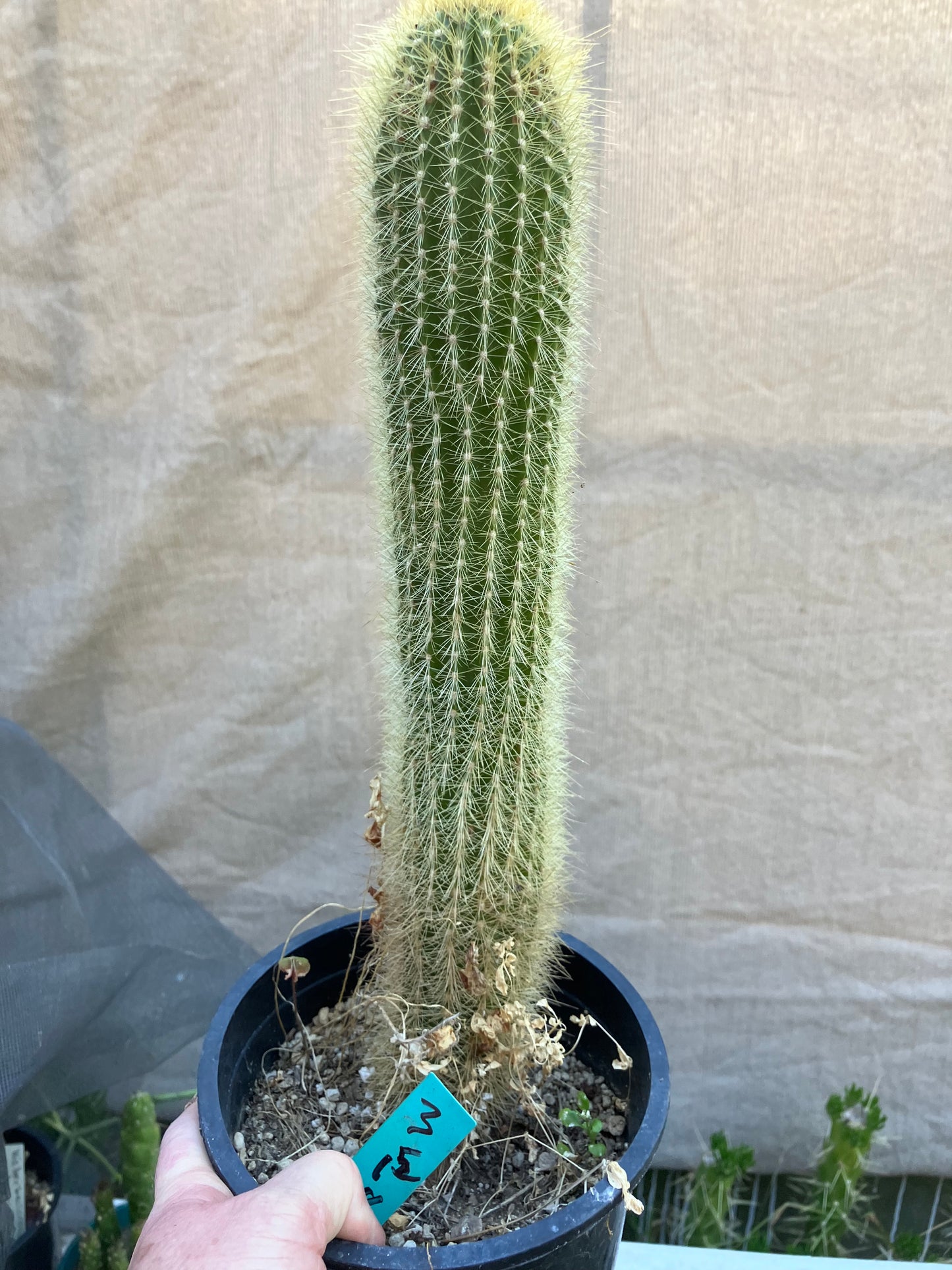 Weberbauerocereus winterianus Golden Fast Growing Columnar 15"Tall 8" circ. #3G