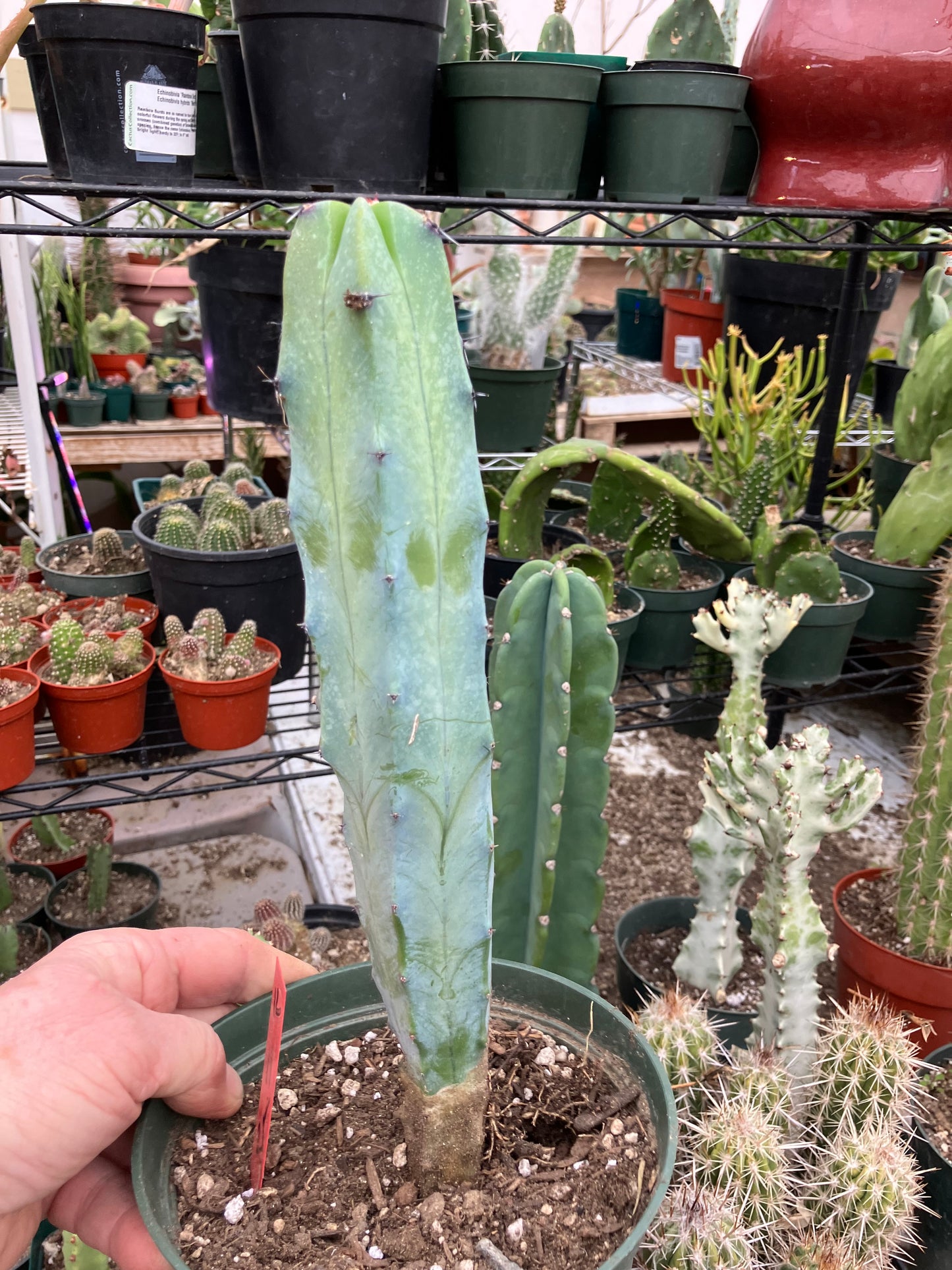 Myrtillocactus cochal Candelabra Cactus 11"Tall 2.5" Wide #12R