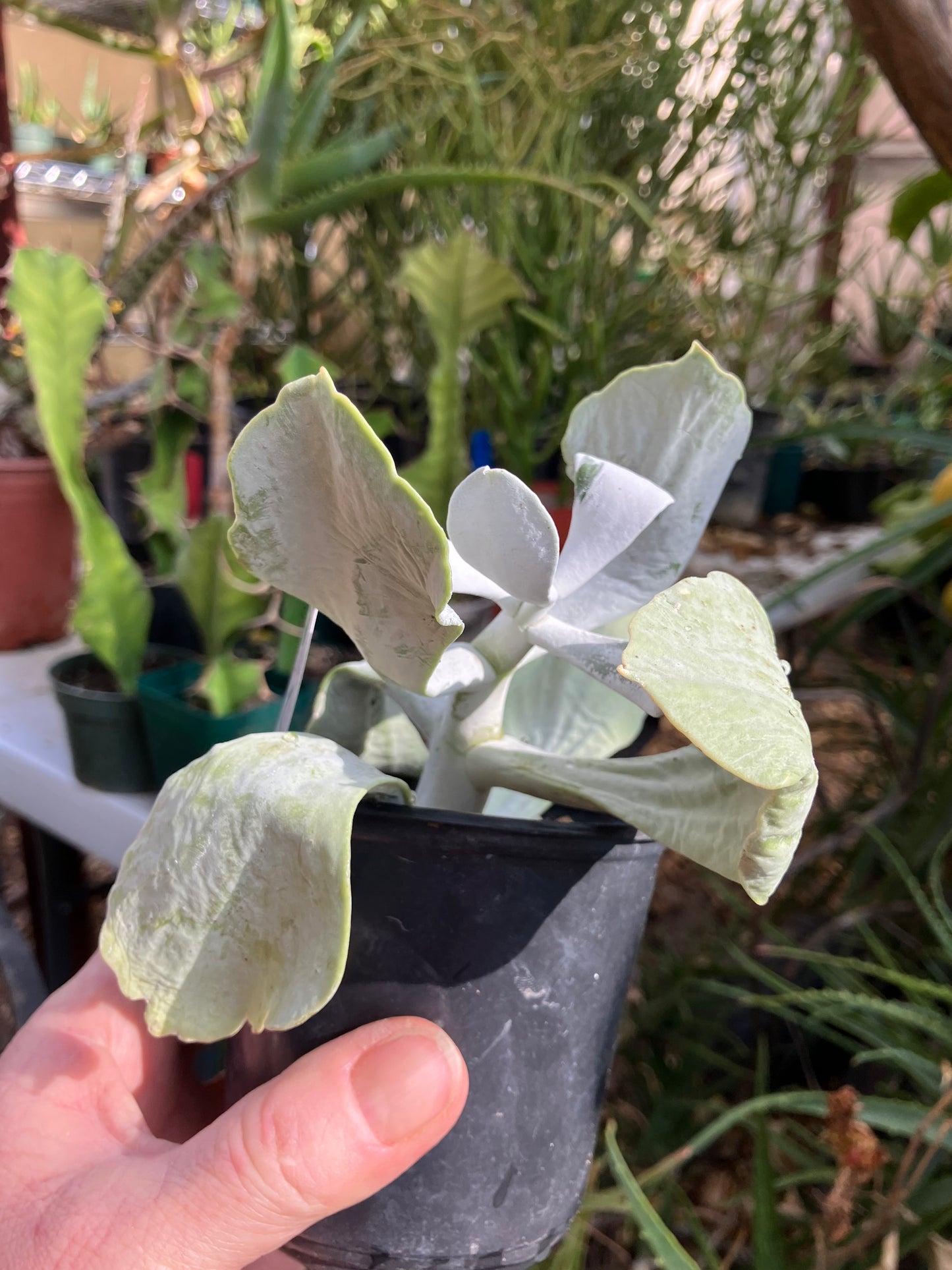 Cotyledon Silver Waves Succulent 5.5"Tall #27W