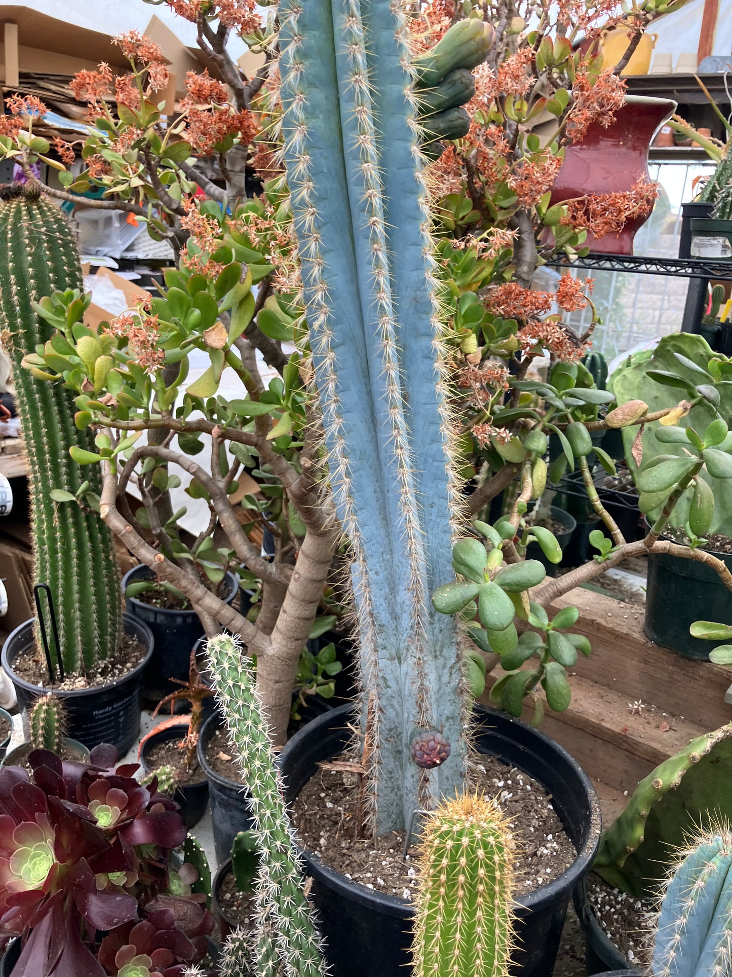 Pilosocereus Blue Azureus Cactus 28" Tall 12.5"Circumference #822R