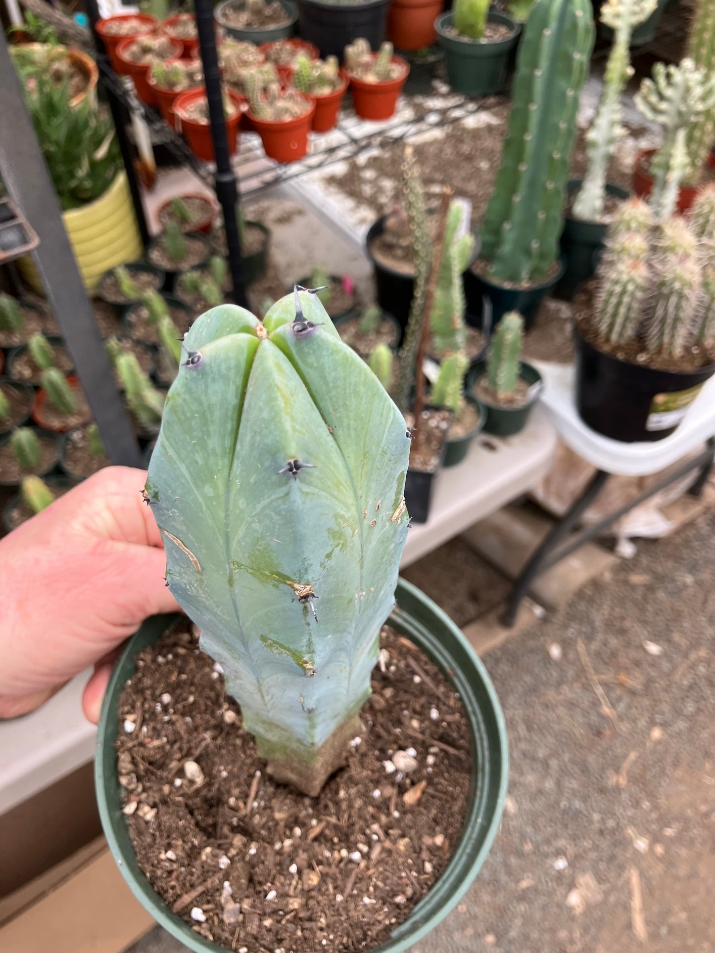 Myrtillocactus cochal Candelabra Cactus 9"Tall 2.5" Wide #9R