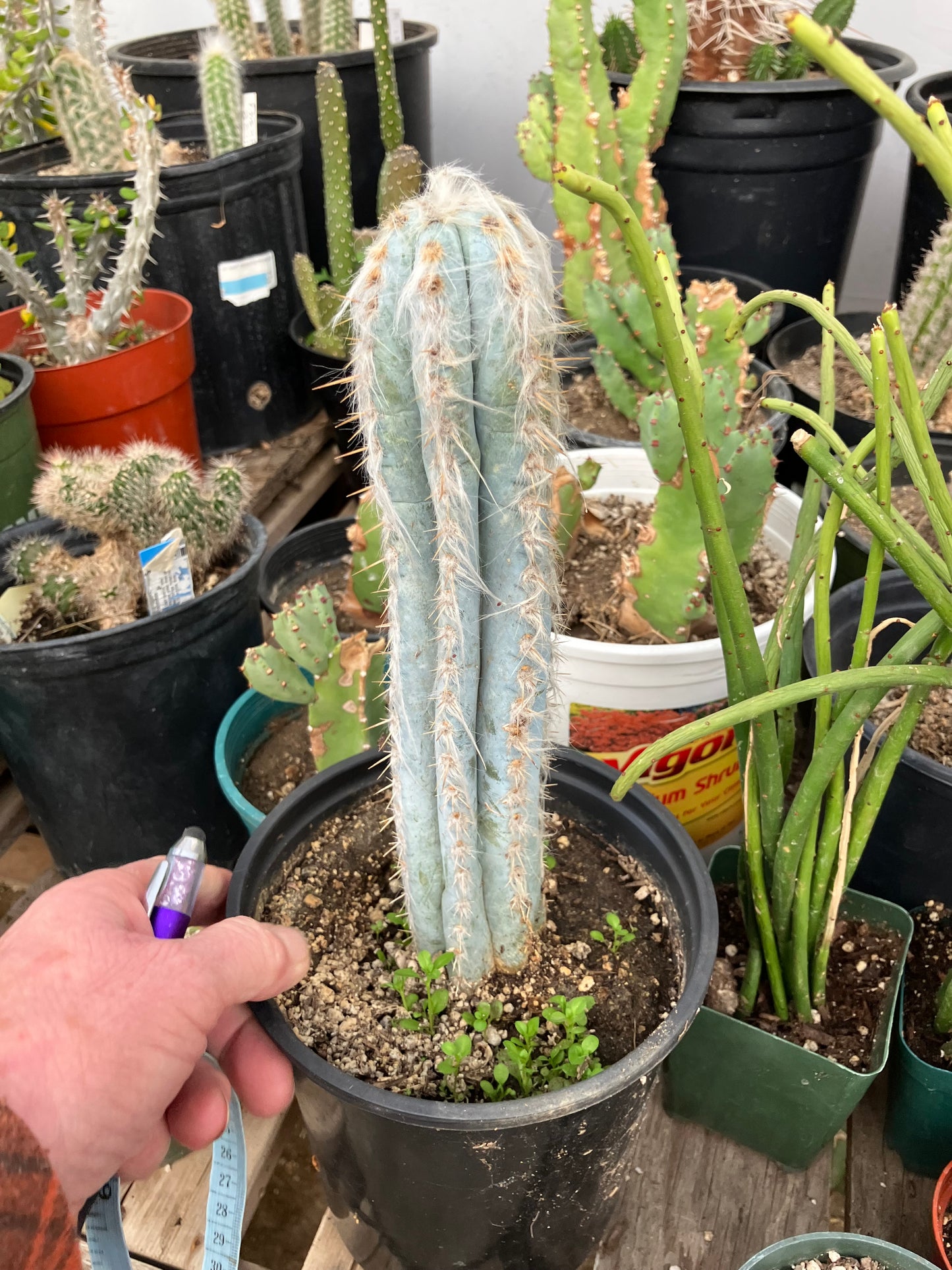 Pilosocereus Pachycladus Cactus 10" Tall 8.5"Circumference