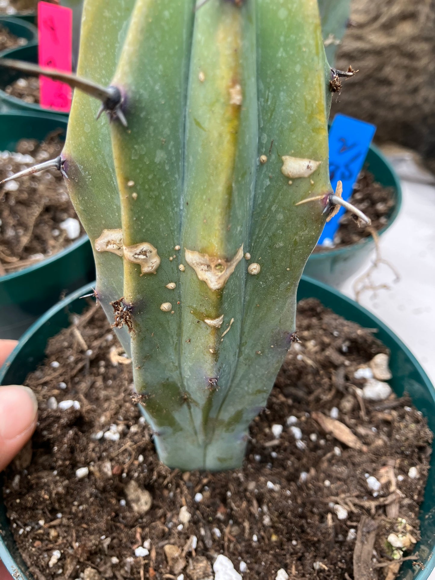 Myrtillocactus cochal Candelabra Cactus 6"Tall 2.5" Wide #1Y