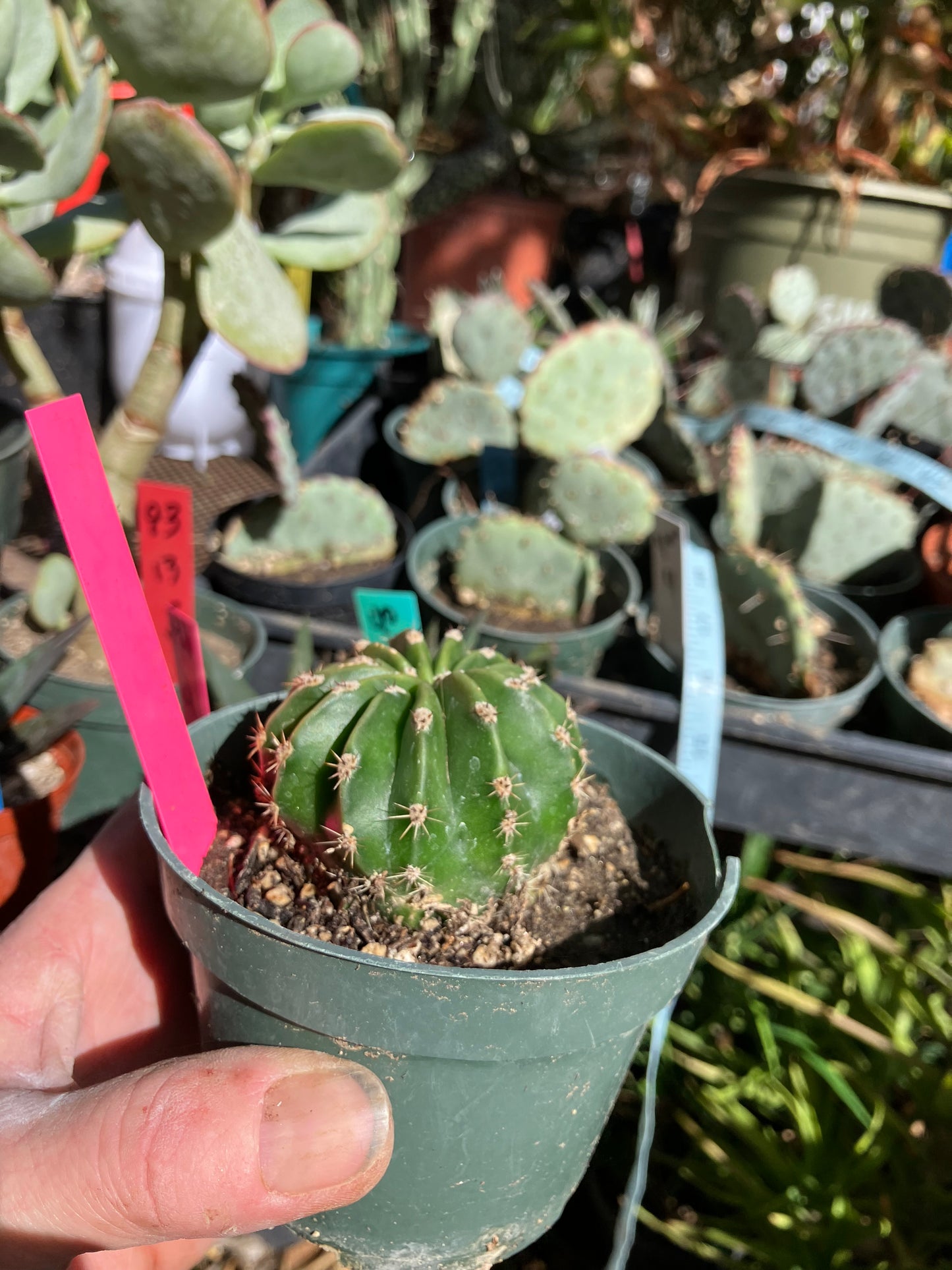 Echinopsis oxygona Salmon Easter Lily 7.5"Circumference #1P