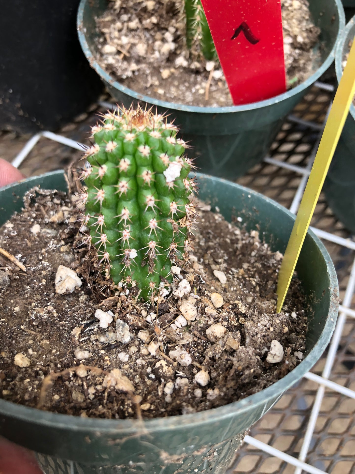 Trichocereus brevispinulosus Indian Comb Cactus 2"Tall #2Y