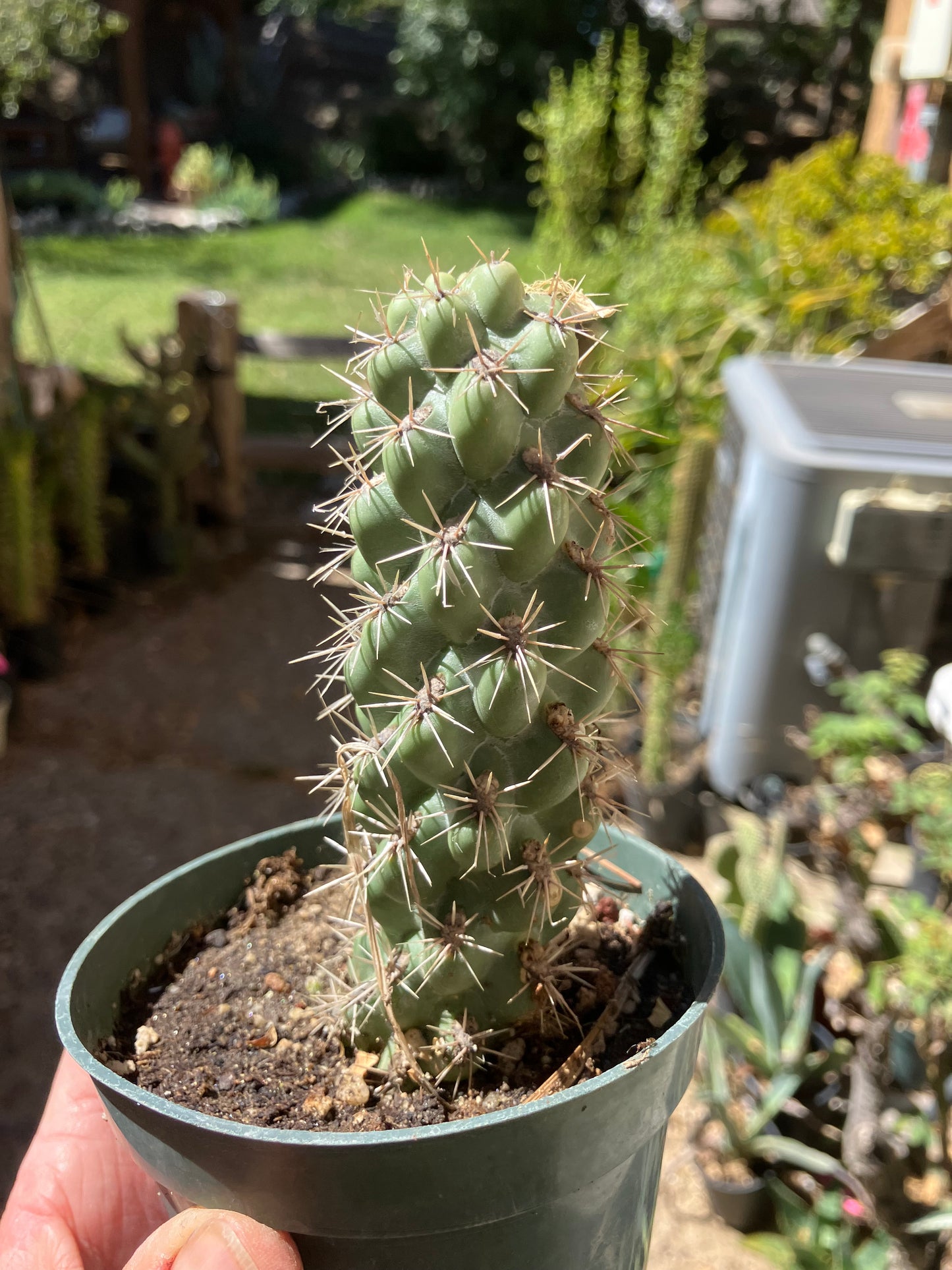 Cholla Cylindropuntia Buckhorn Cactus 5”Tall #52R