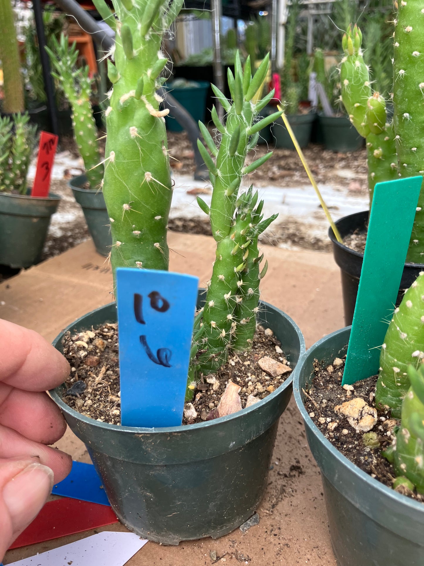 Austrocylindropuntia Cactus Gumbi Mini Eve's Needle 6"Tall #10B