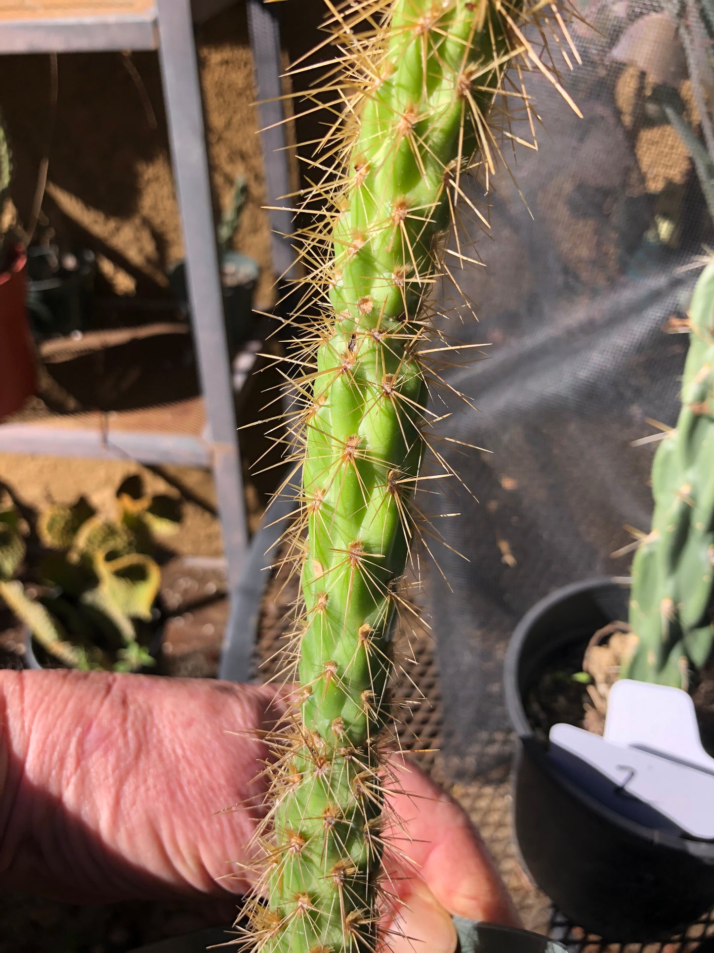 Cholla Cylindropuntia  Buckhorn 9”Tall #99P