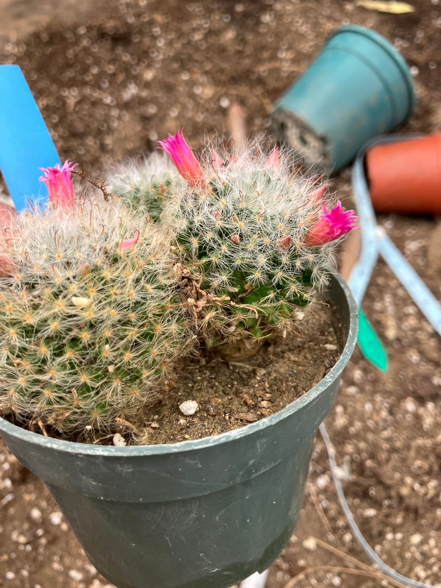 Mammillaria bocasana rosalviflora Powder Puff Cluster 4"W #31B "This Plant"